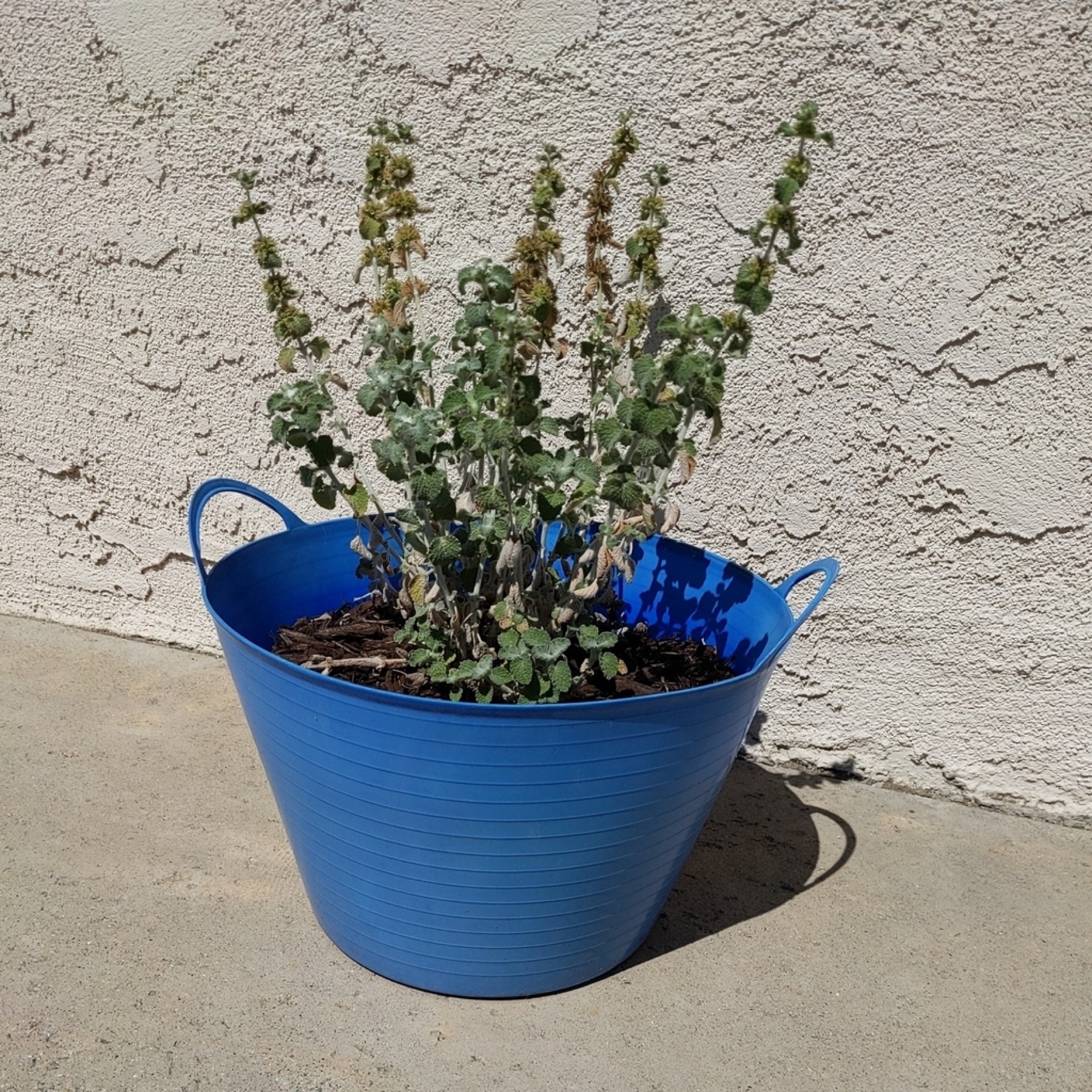 Horehound — photo 6