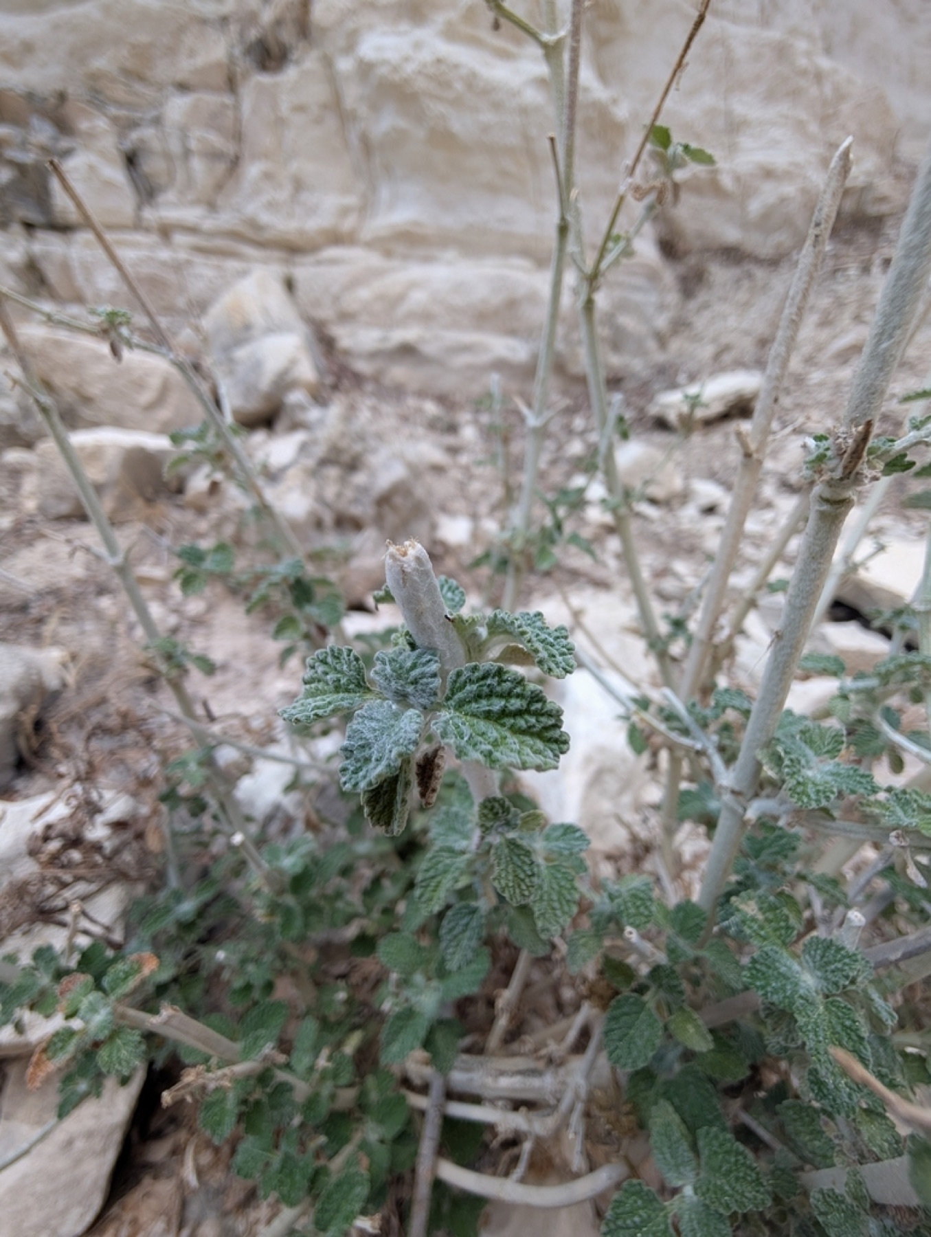 Horehound — photo 7