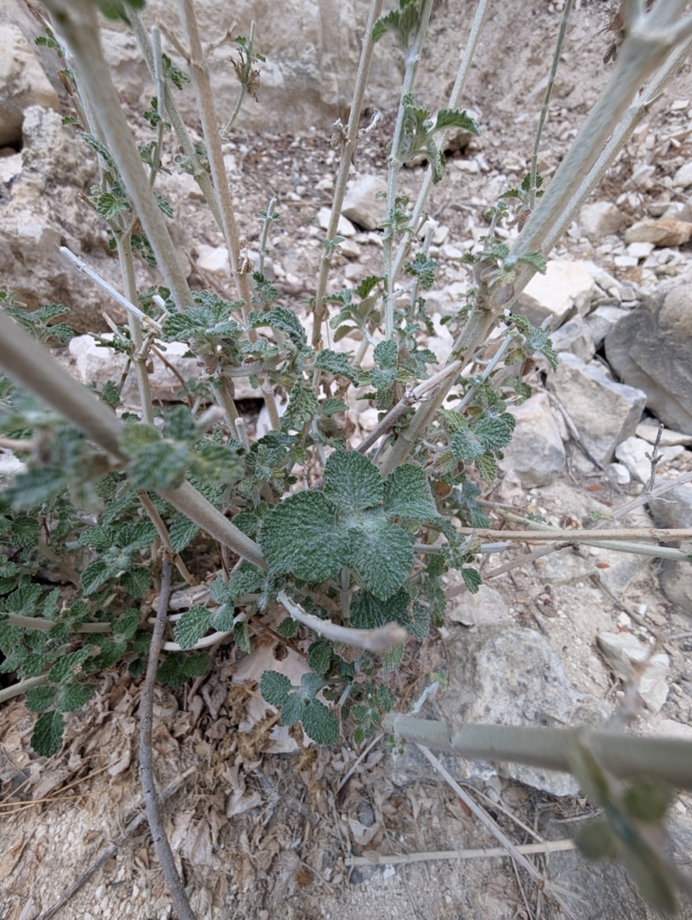 Horehound — photo 8