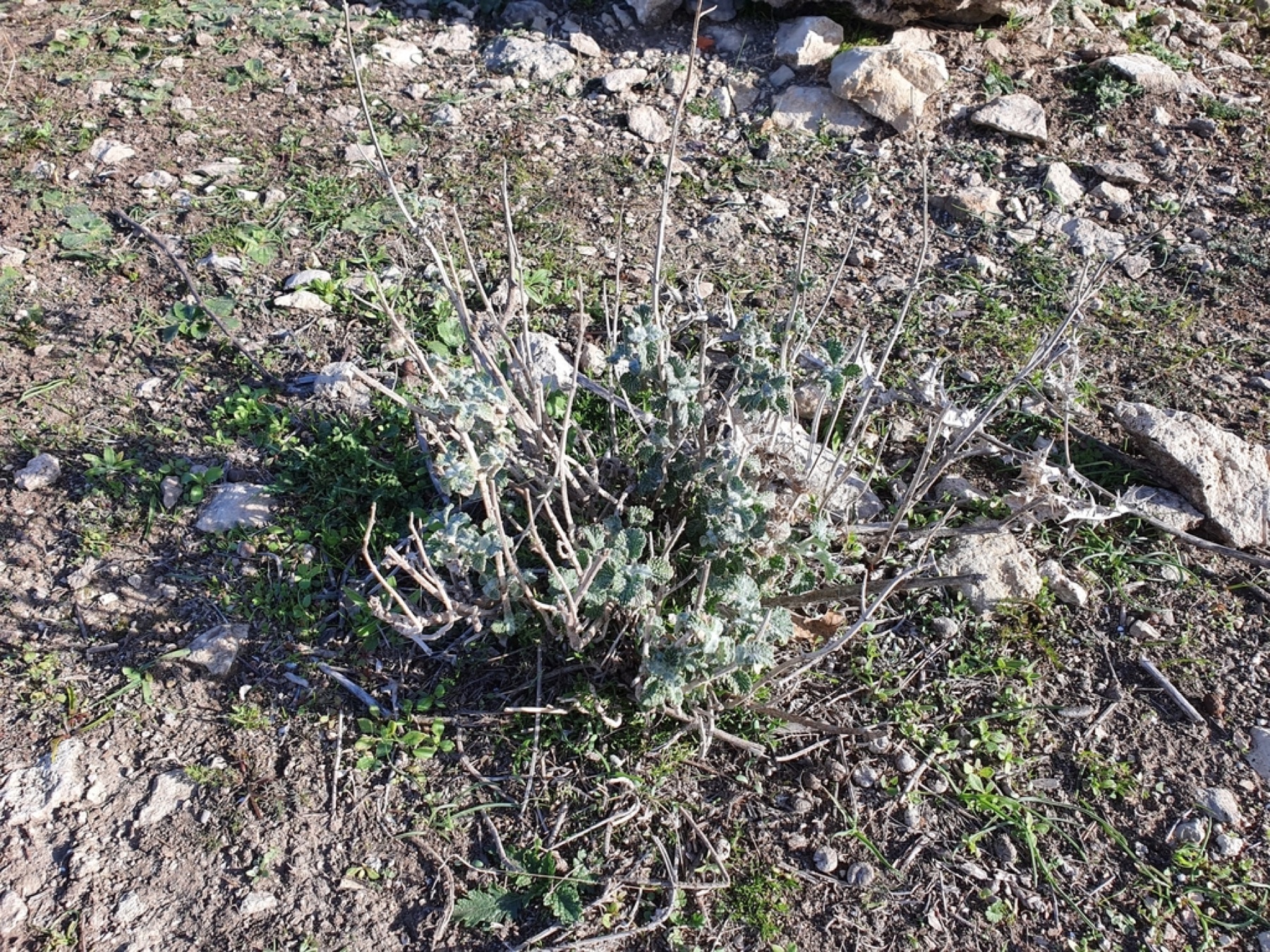 Horehound — photo 9