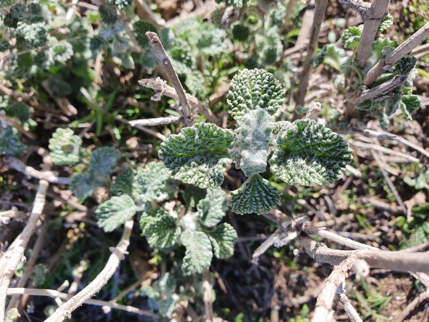 Horehound — photo 10