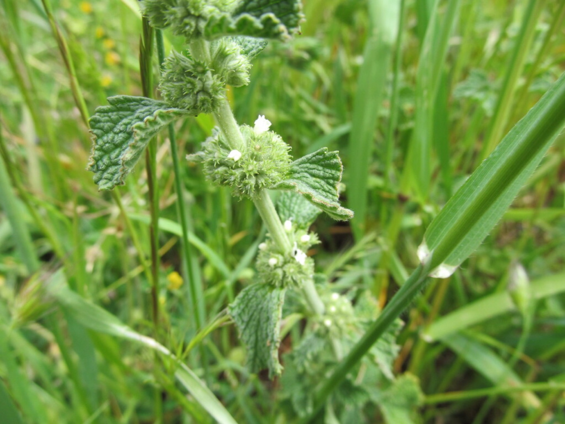 Horehound — photo 11