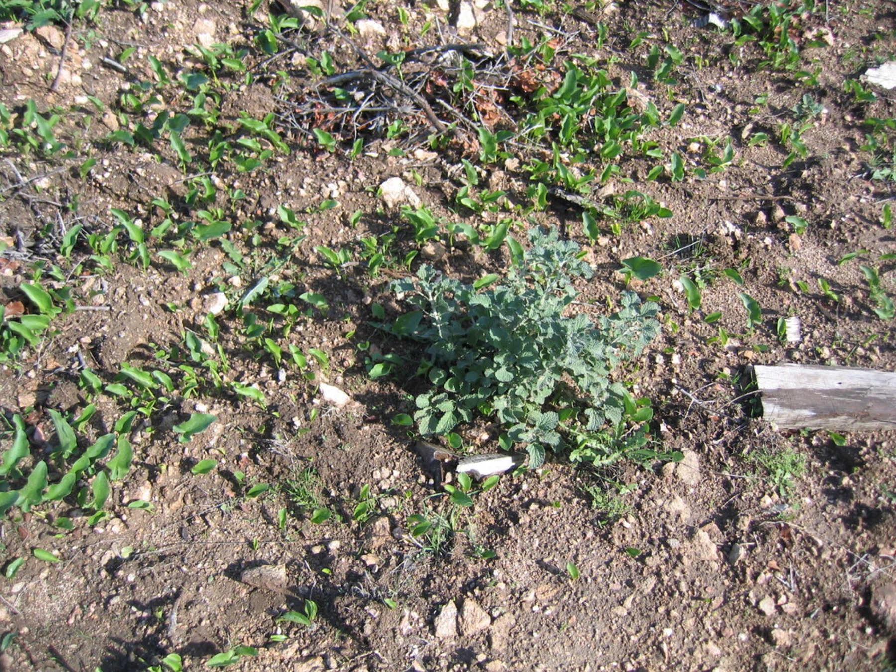 Horehound — photo 12