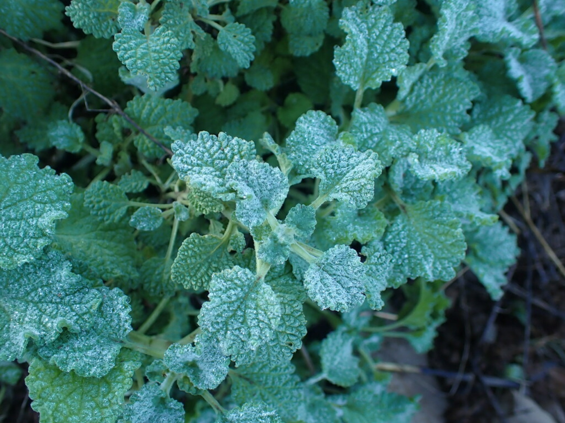 Horehound — photo 13