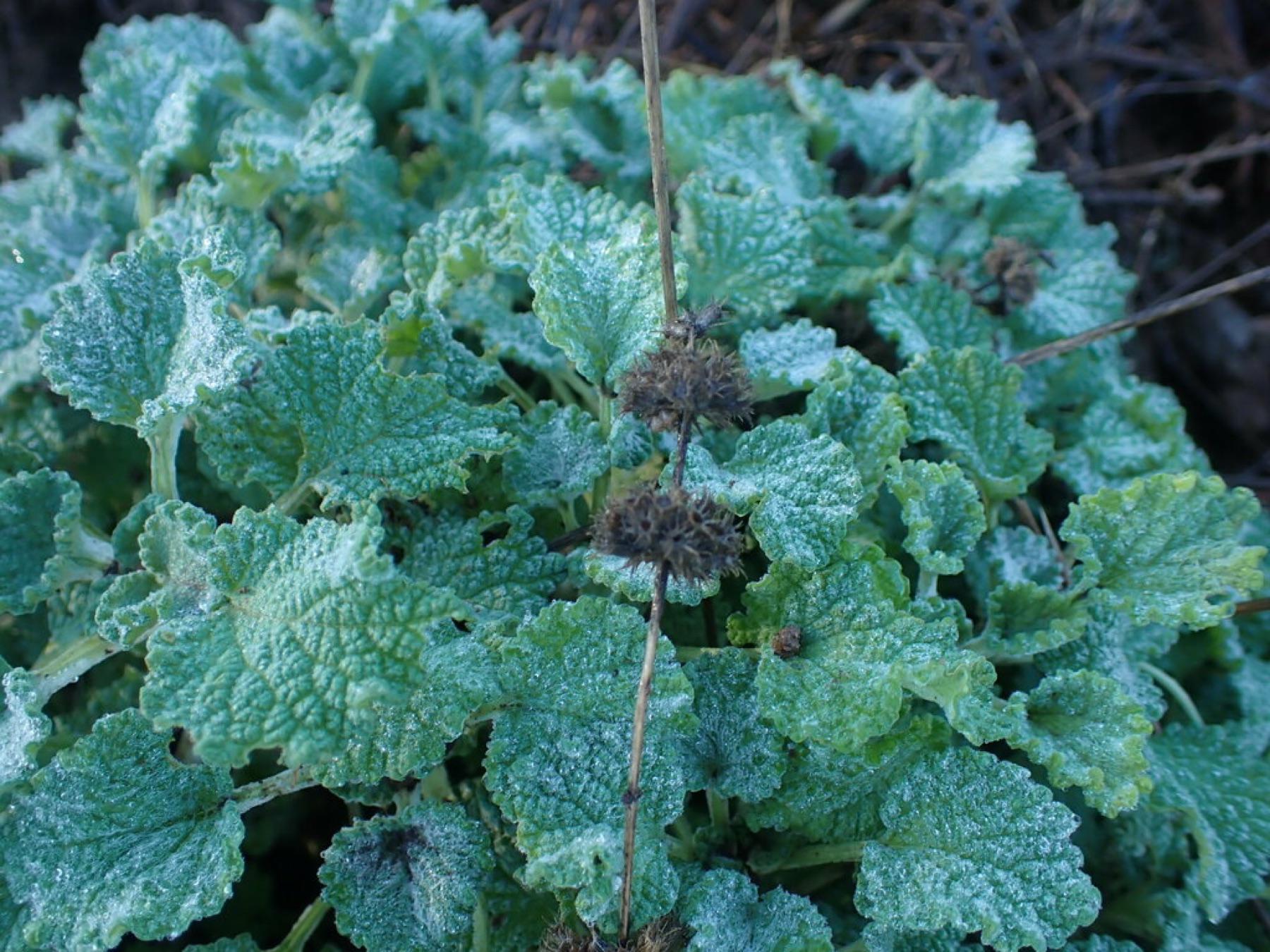Horehound — photo 14
