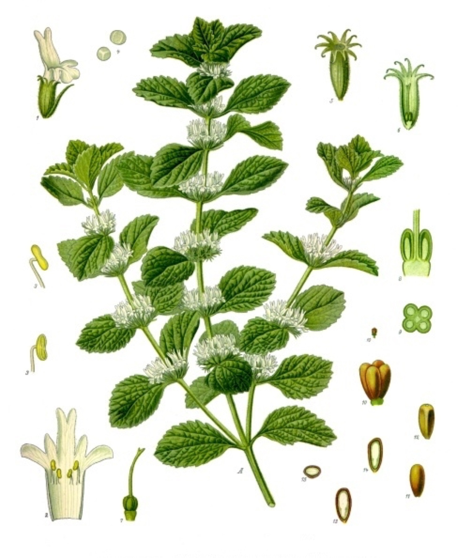 Horehound — photo 15