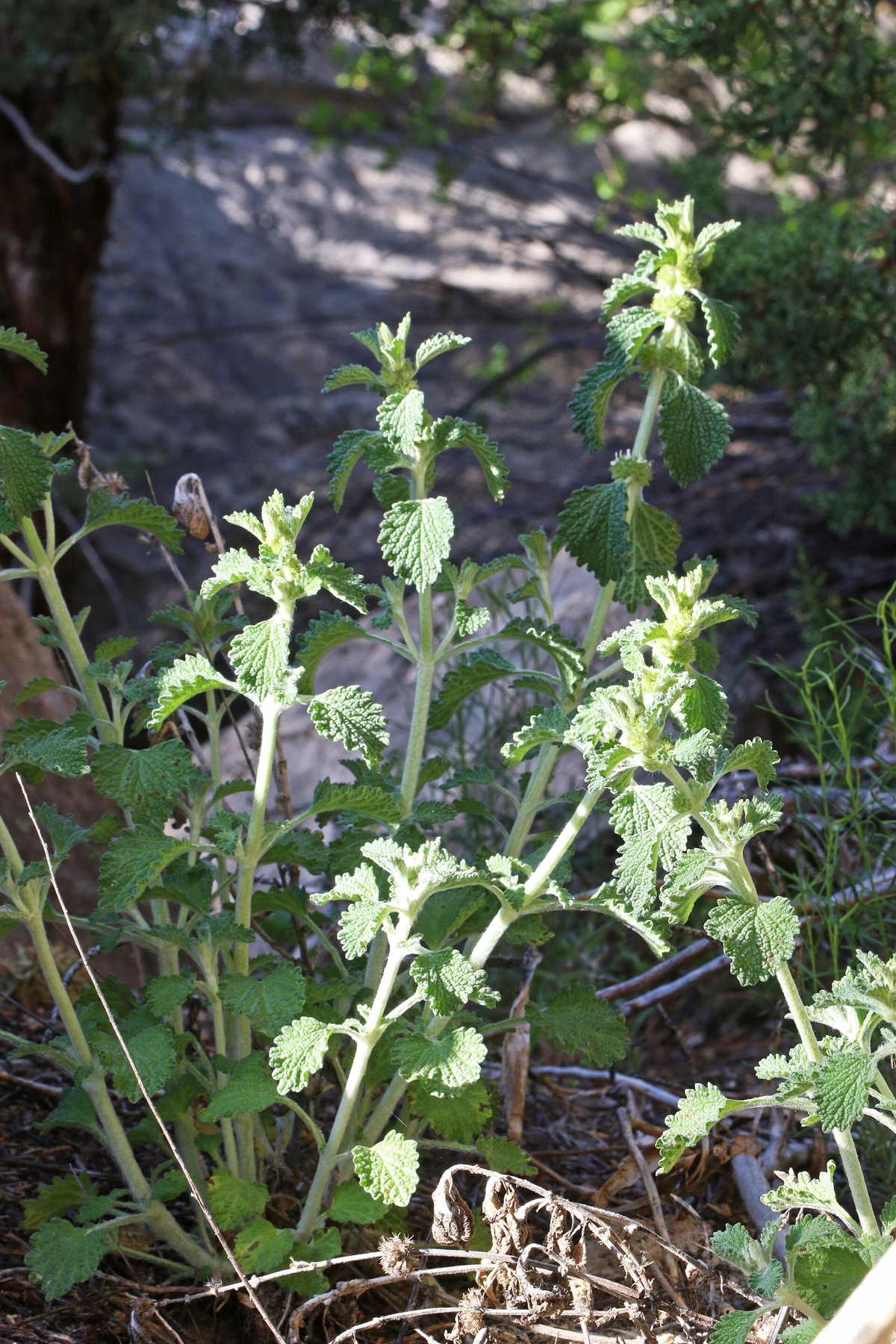 Horehound — photo 16