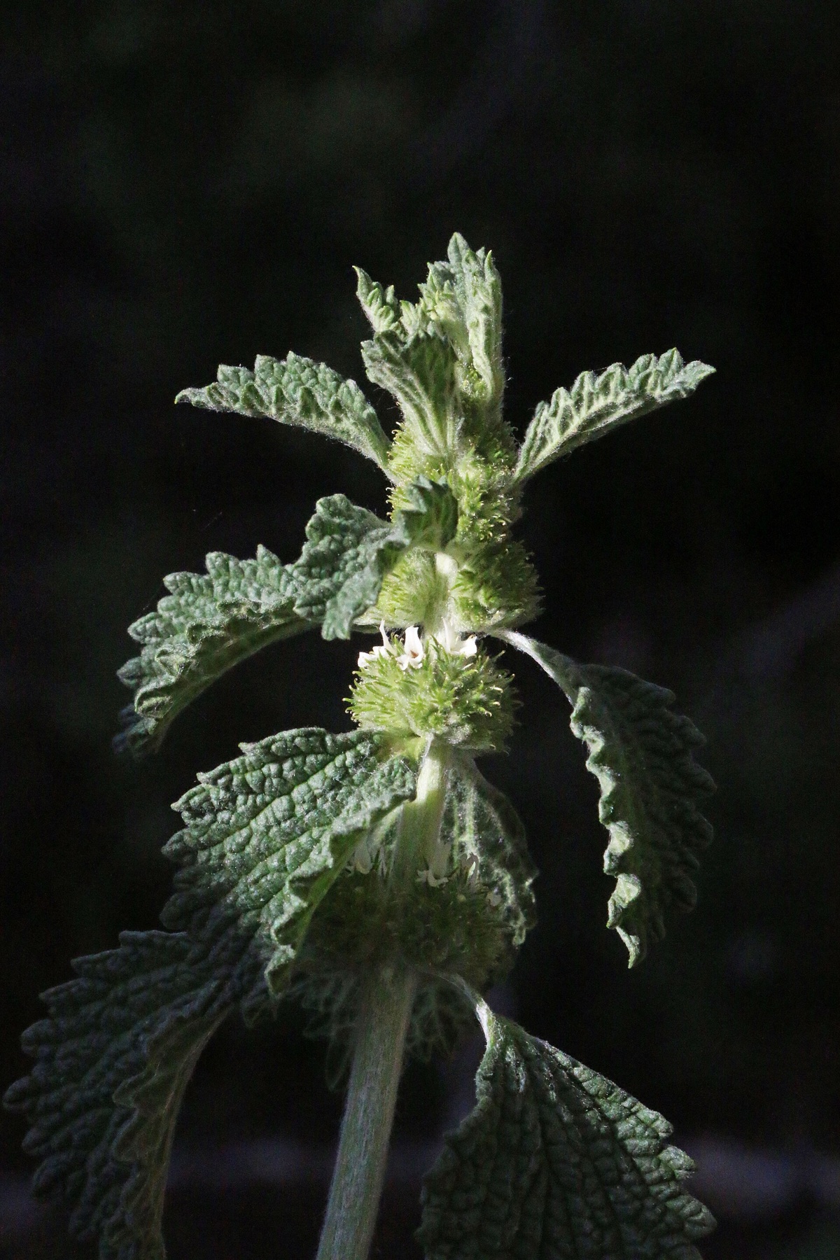 Horehound — photo 17