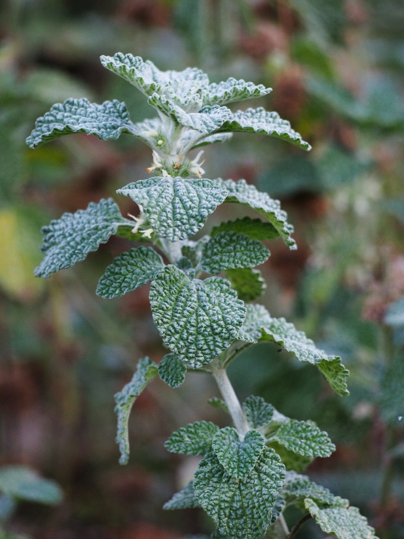 Horehound — photo 18
