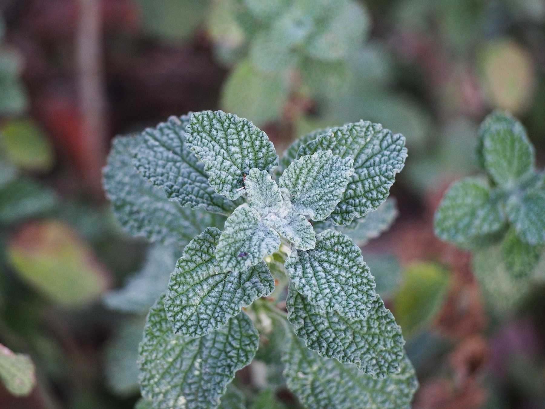Horehound — photo 19