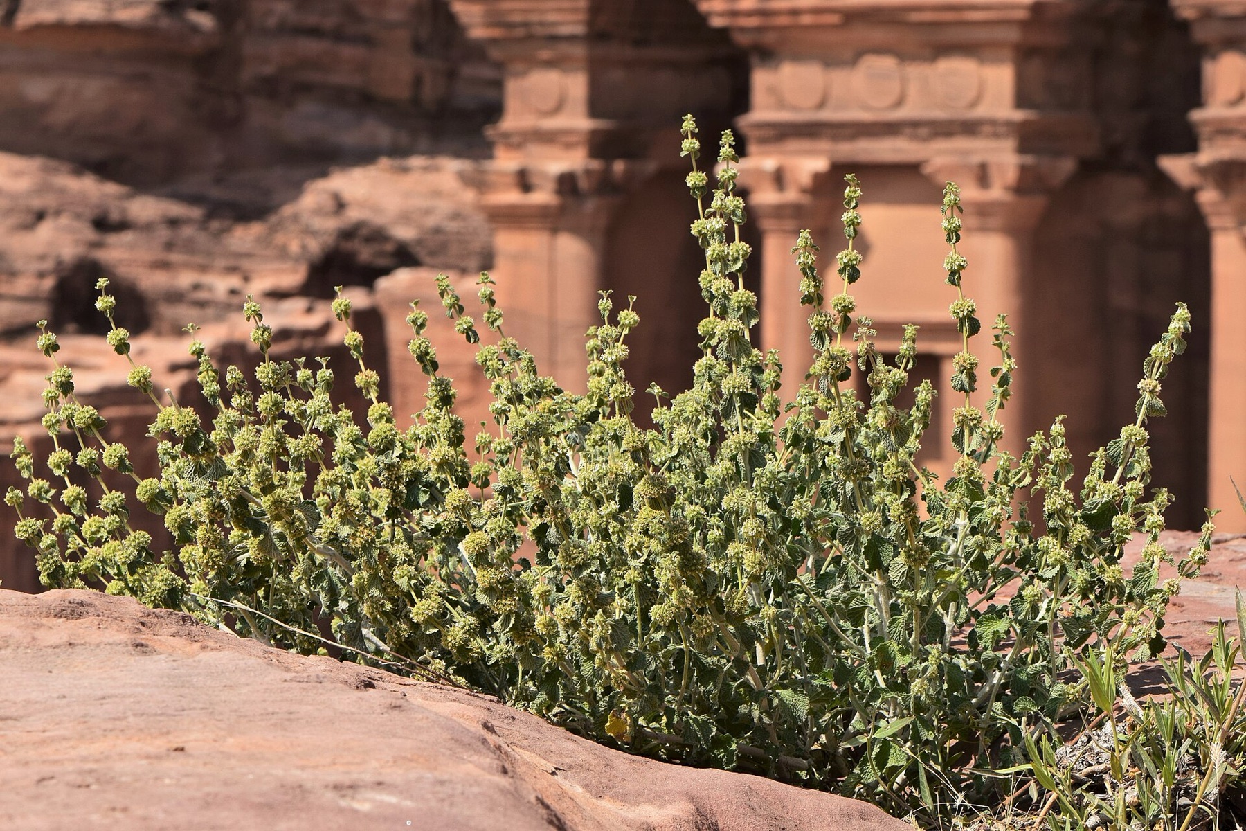 Horehound — photo 20