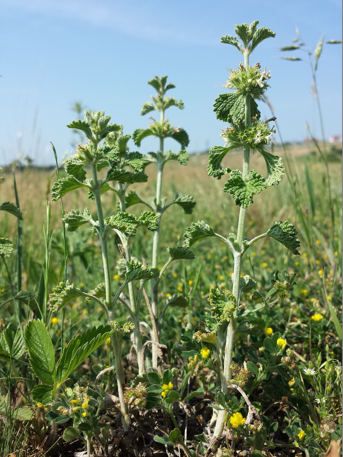 Horehound — photo 21