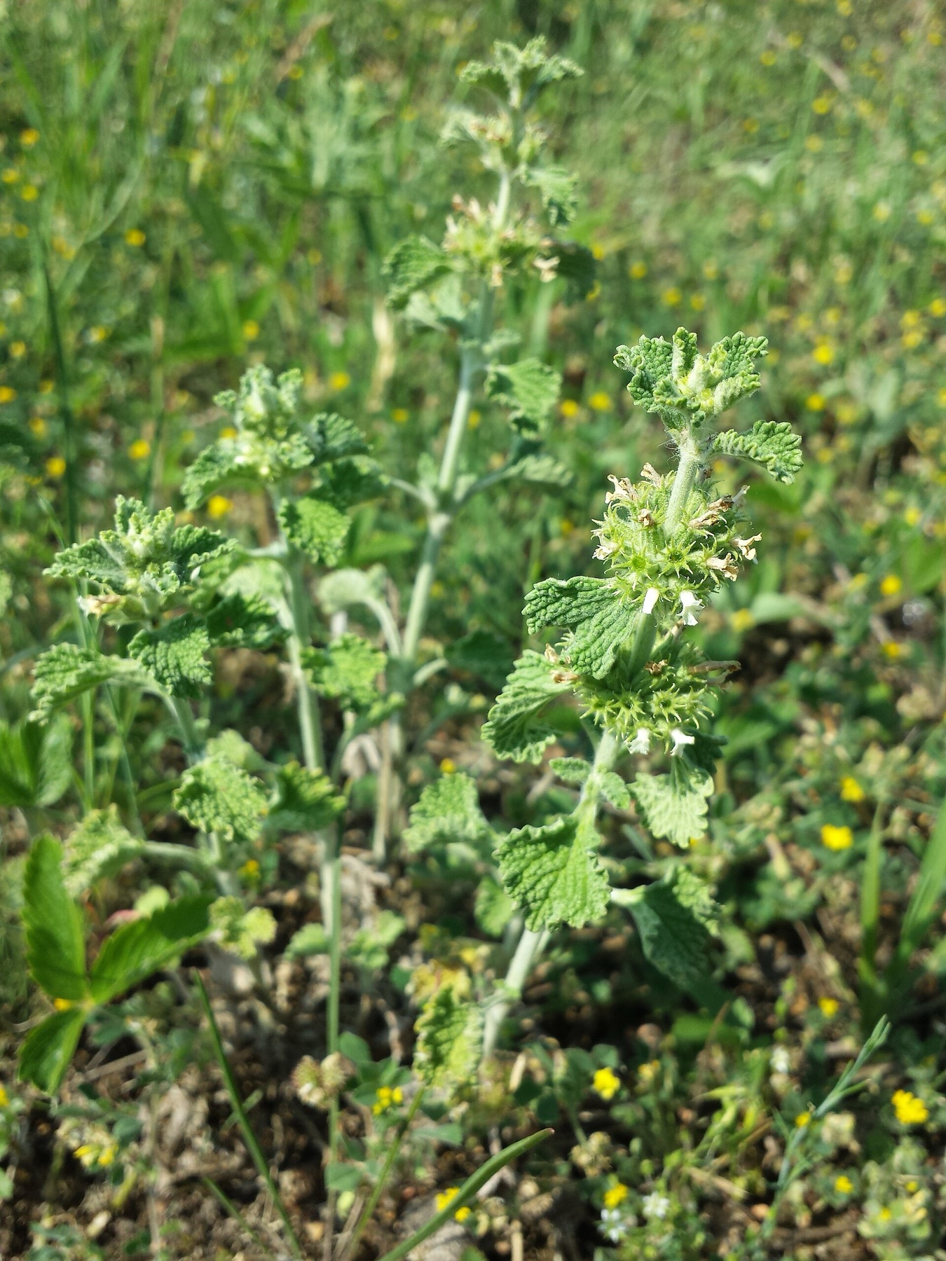 Horehound — photo 22