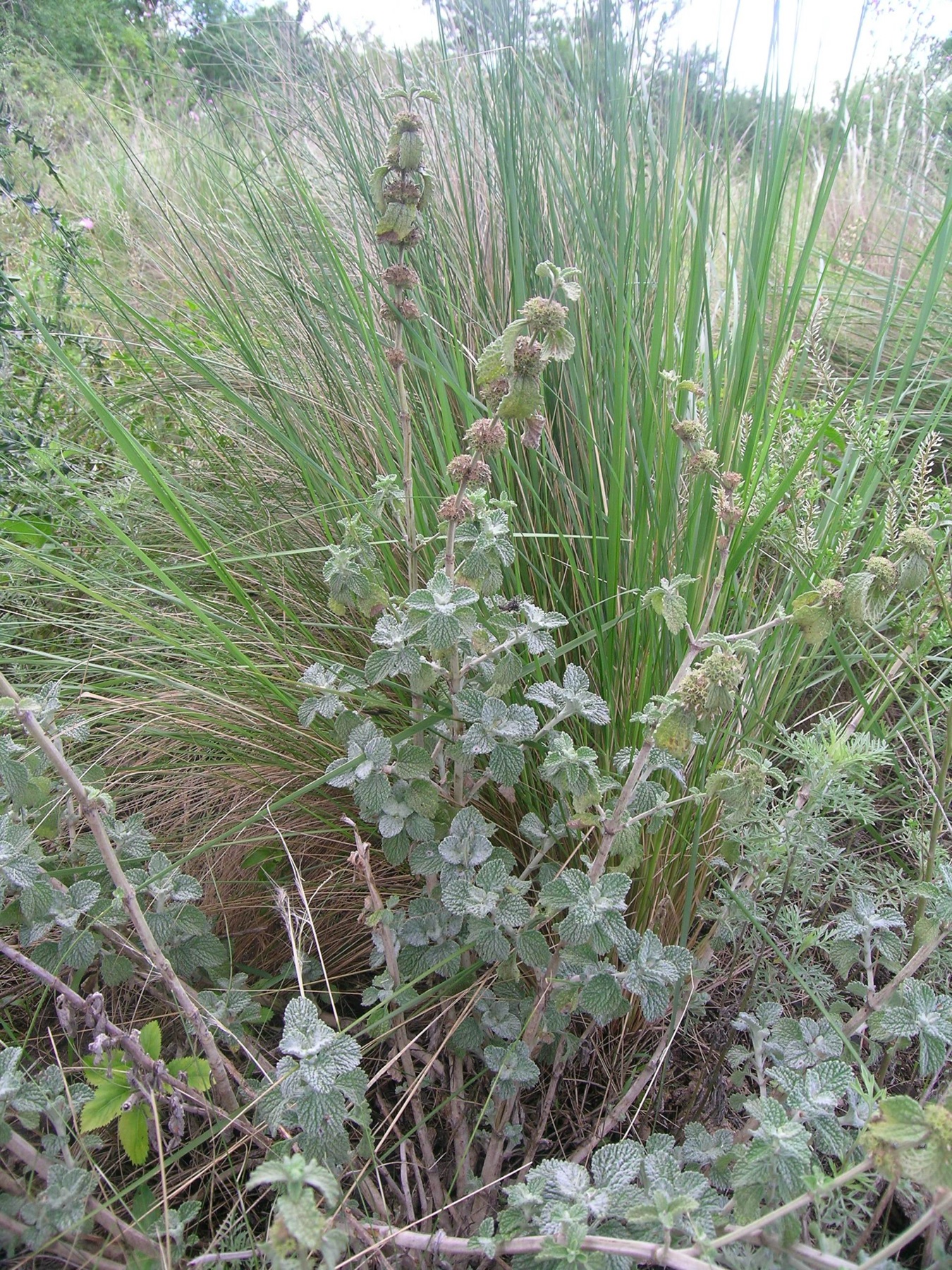 Horehound — photo 23
