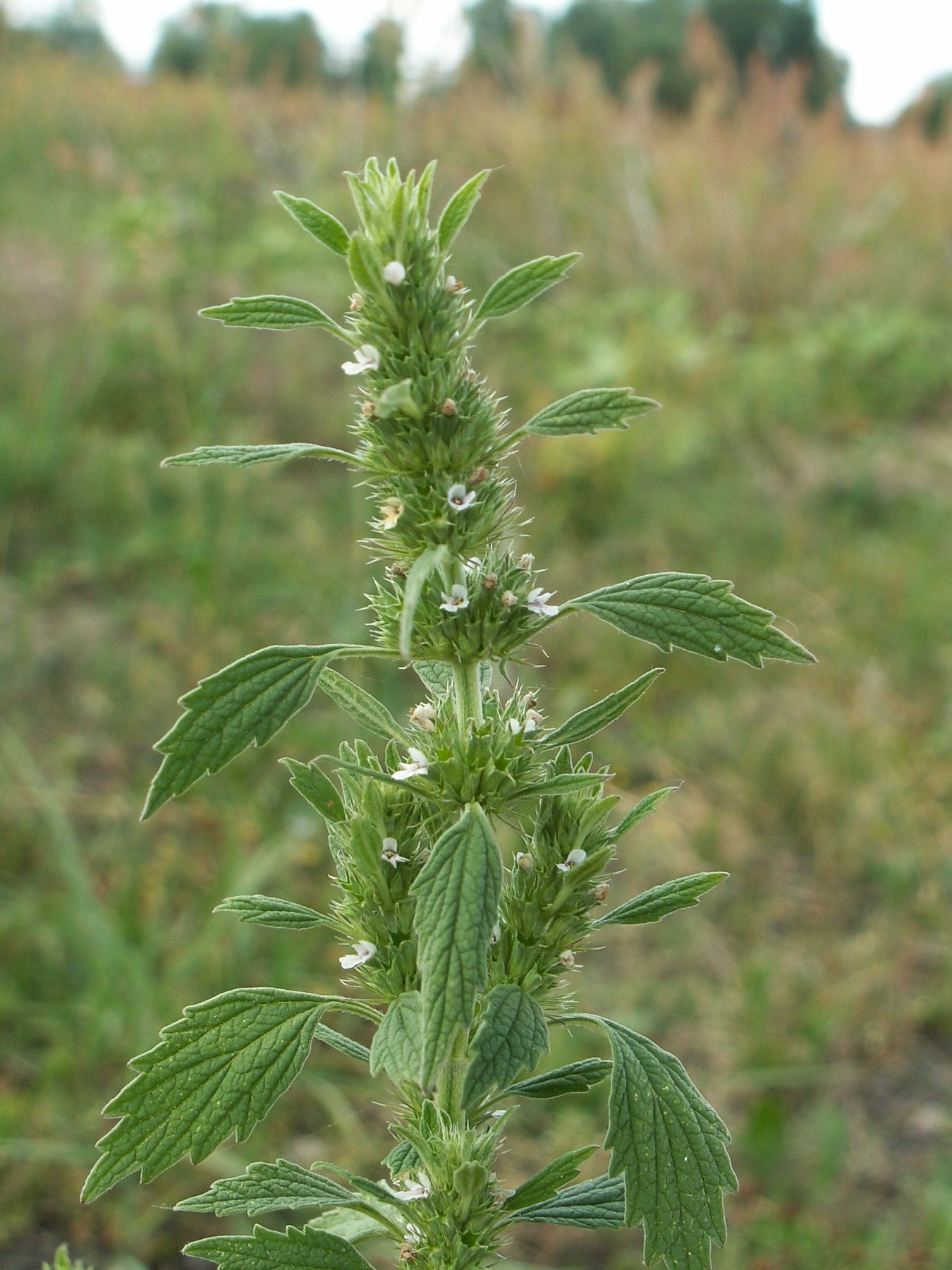 Horehound — photo 24