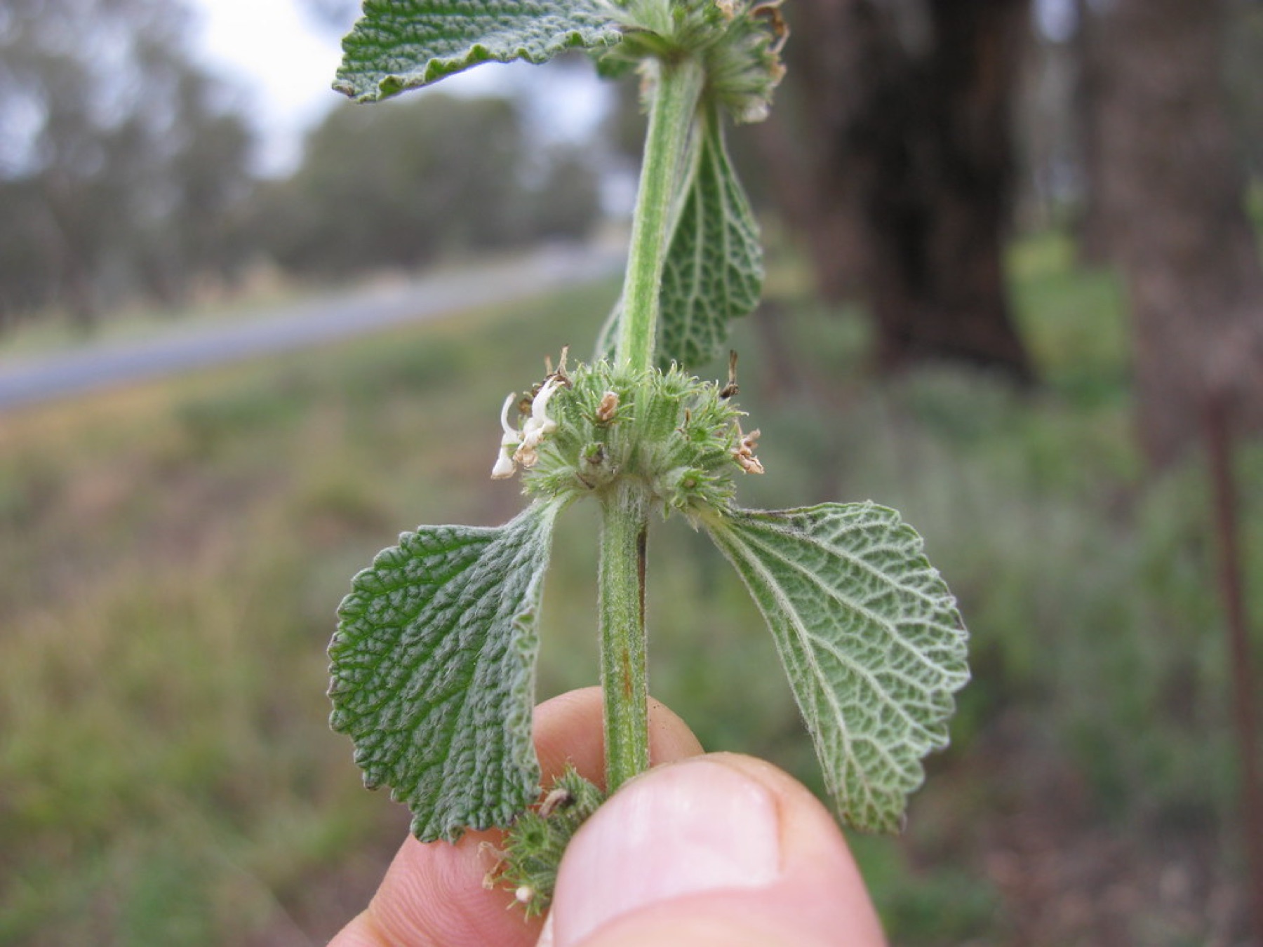 Horehound — photo 1