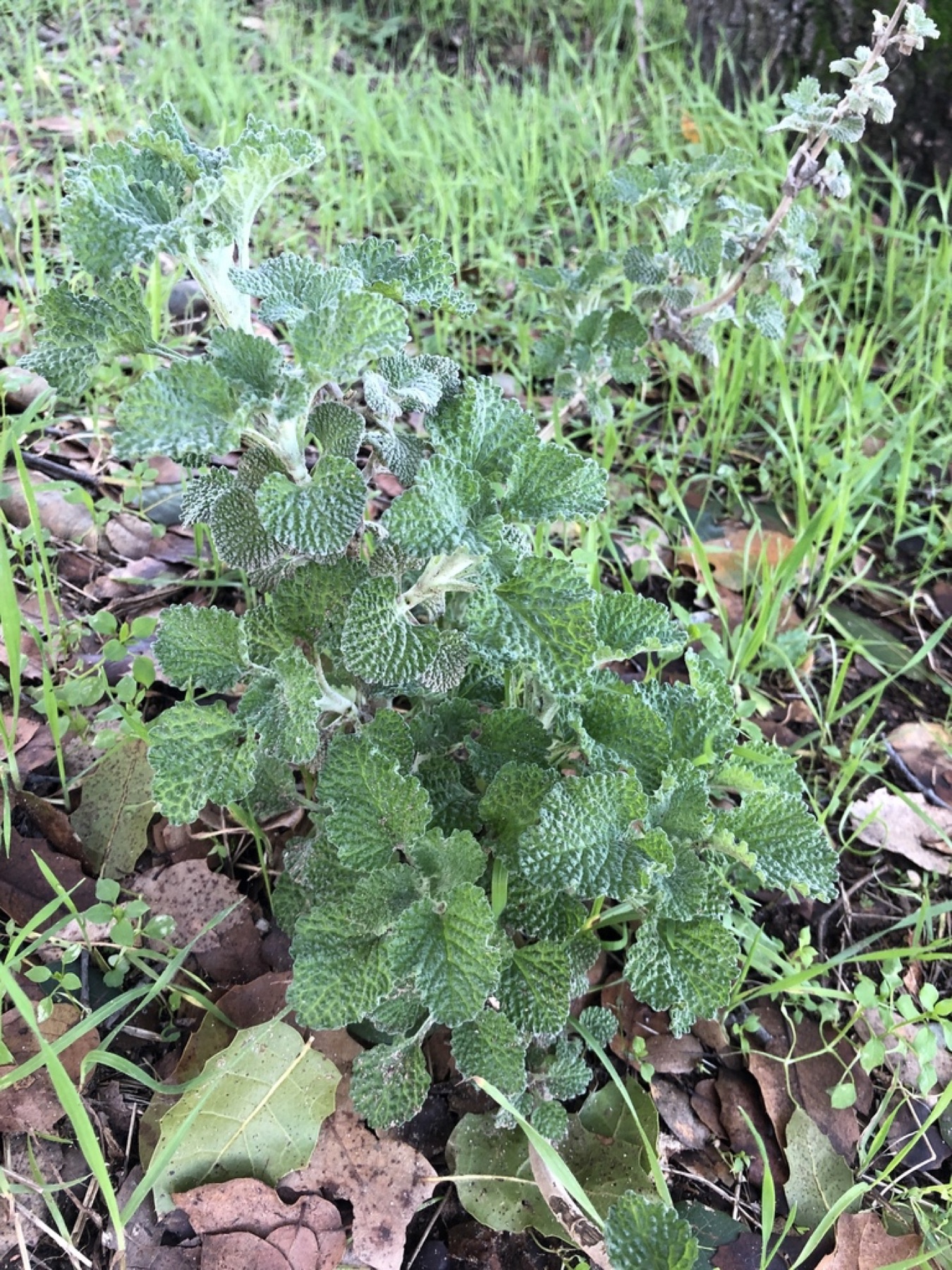 Horehound — photo 2
