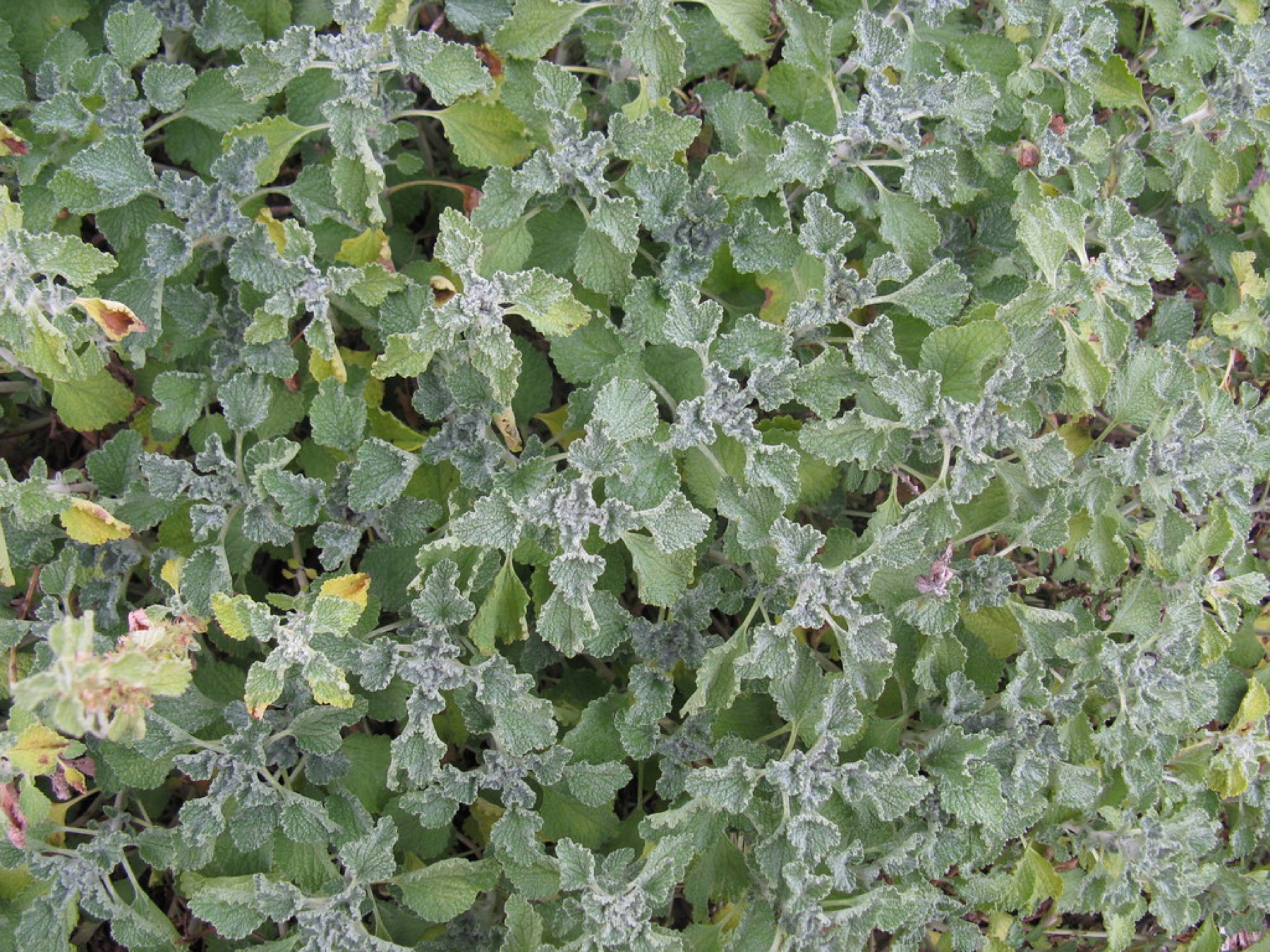 Horehound — photo 3