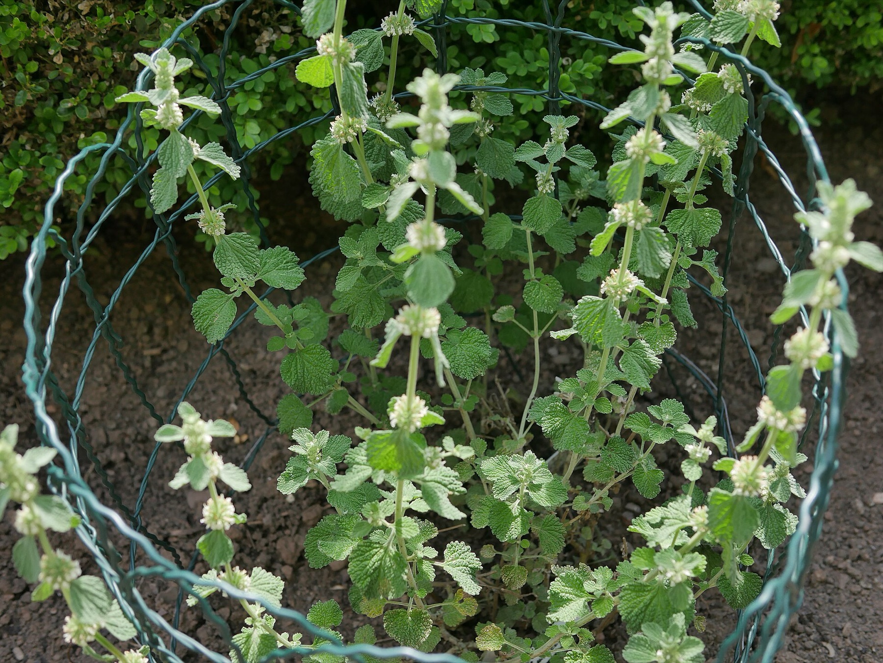 Horehound — photo 4