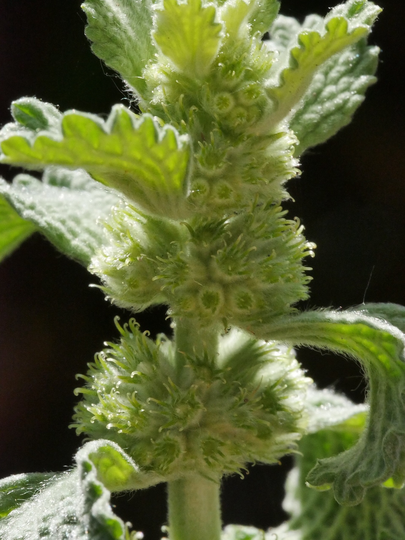 Horehound — photo 5
