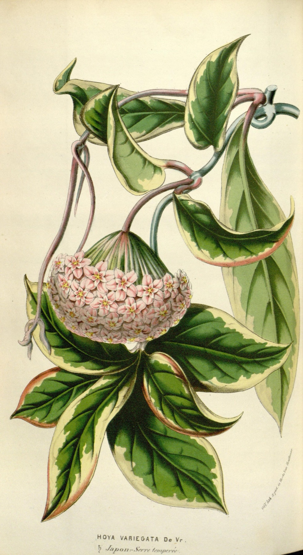 Hoya Carnosa — photo 6