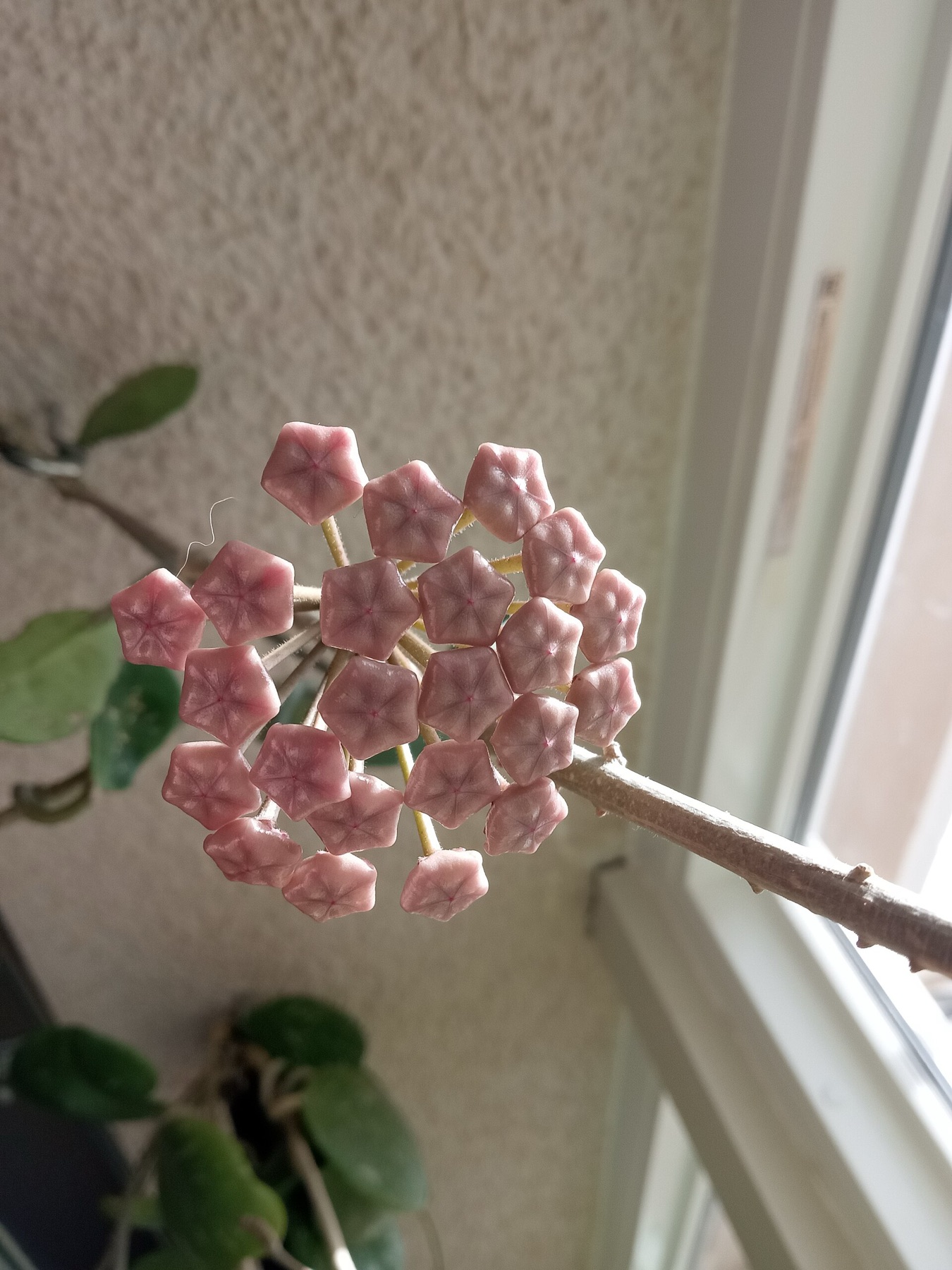 Hoya Carnosa — photo 7