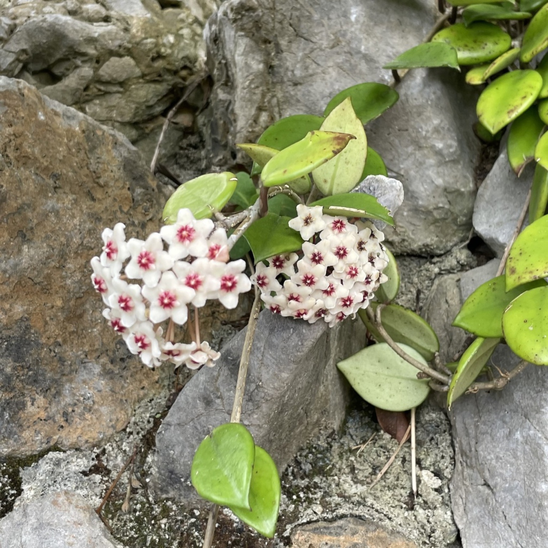 Hoya Carnosa — photo 8