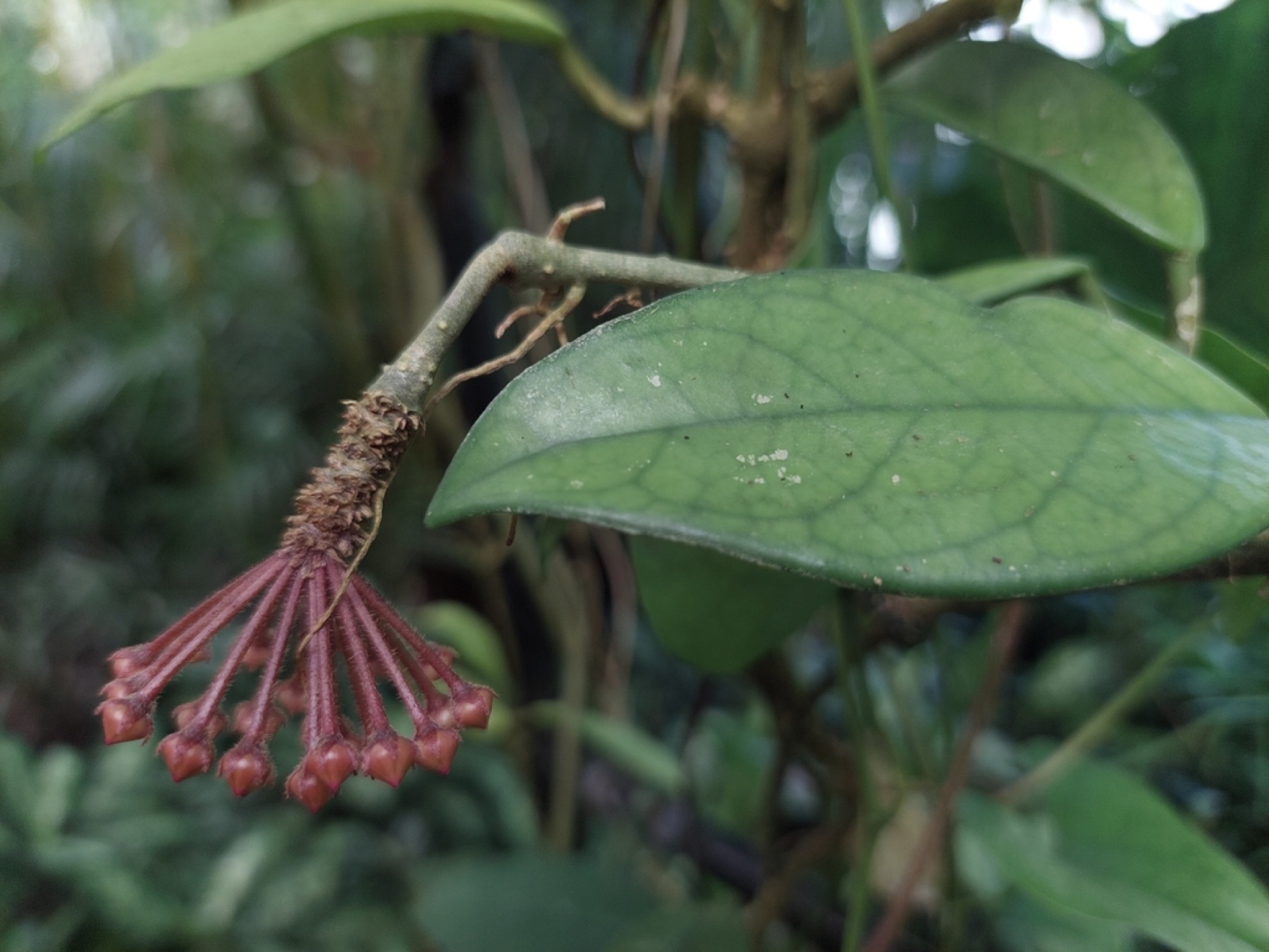 Hoya Carnosa — photo 9