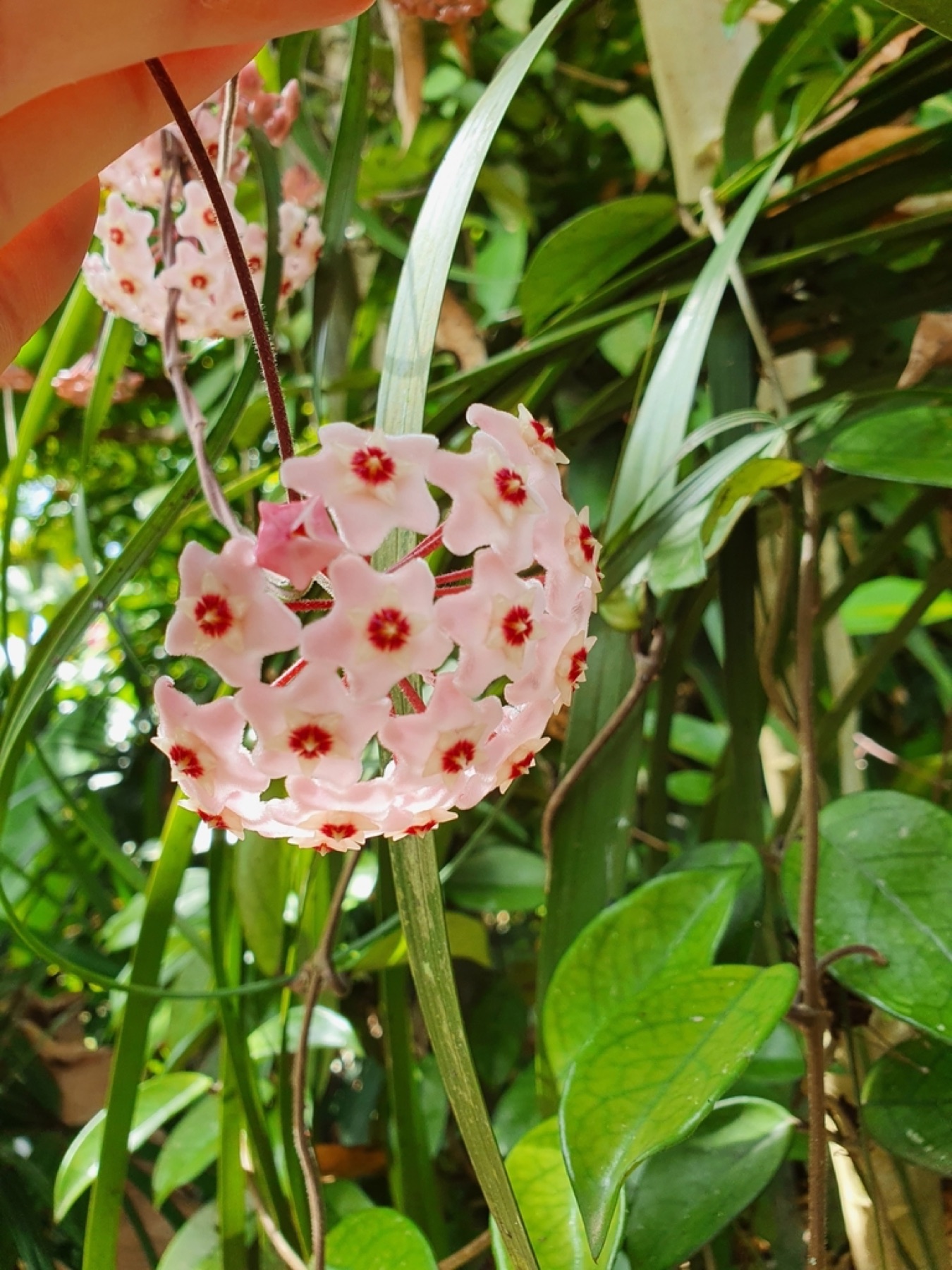 Hoya Carnosa — photo 10