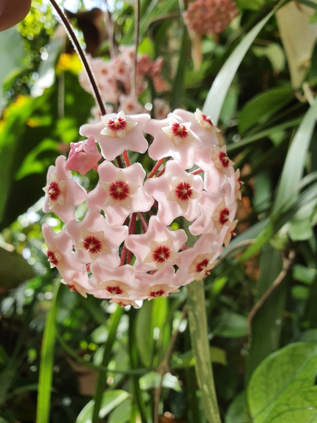 Hoya Carnosa — photo 11
