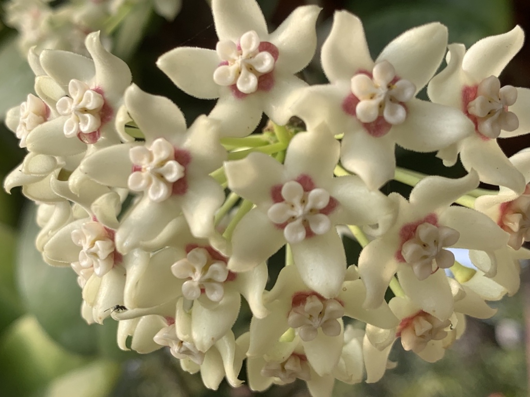 Hoya Carnosa — photo 12