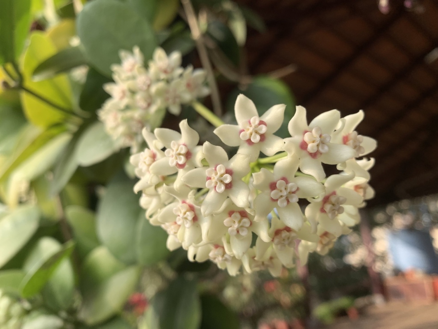 Hoya Carnosa — photo 13