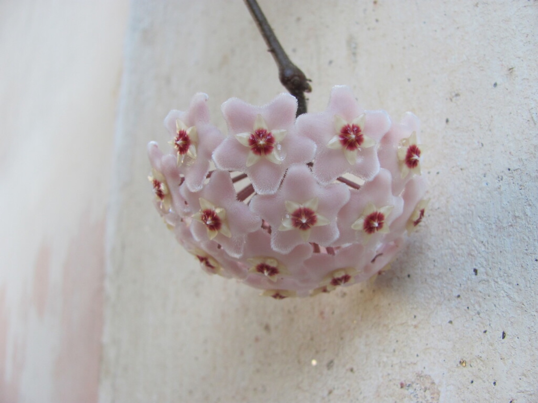 Hoya Carnosa — photo 14