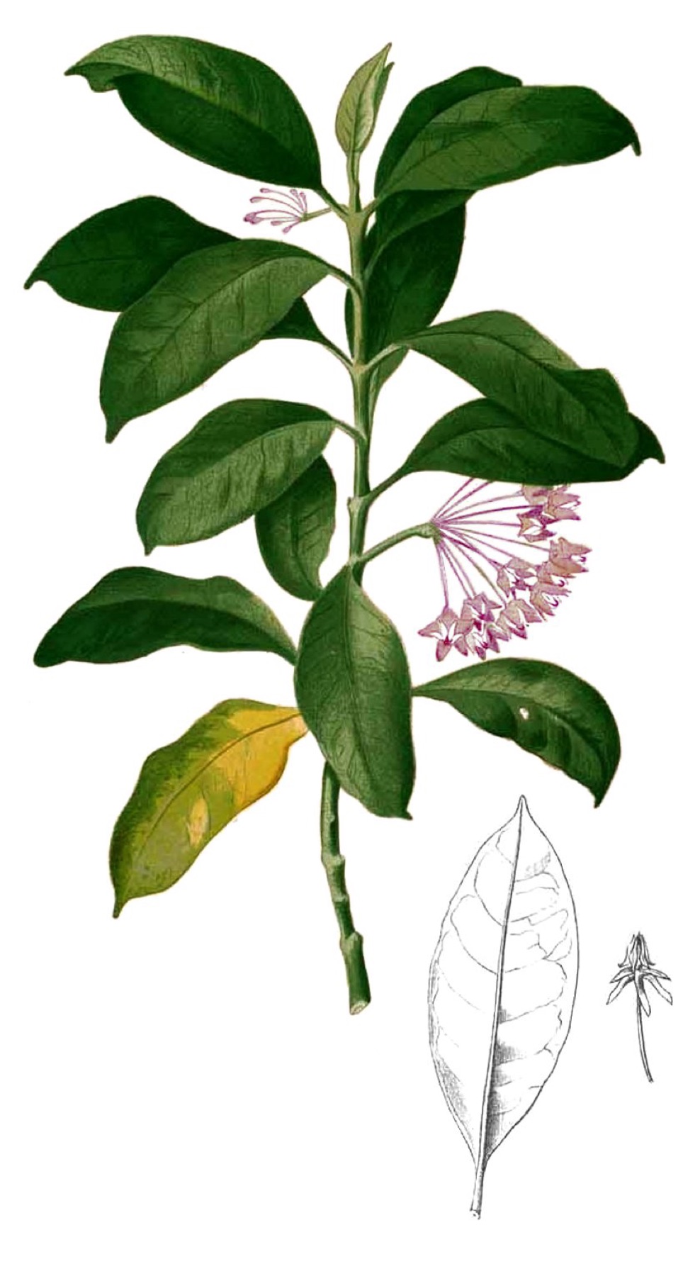 Hoya Carnosa — photo 15