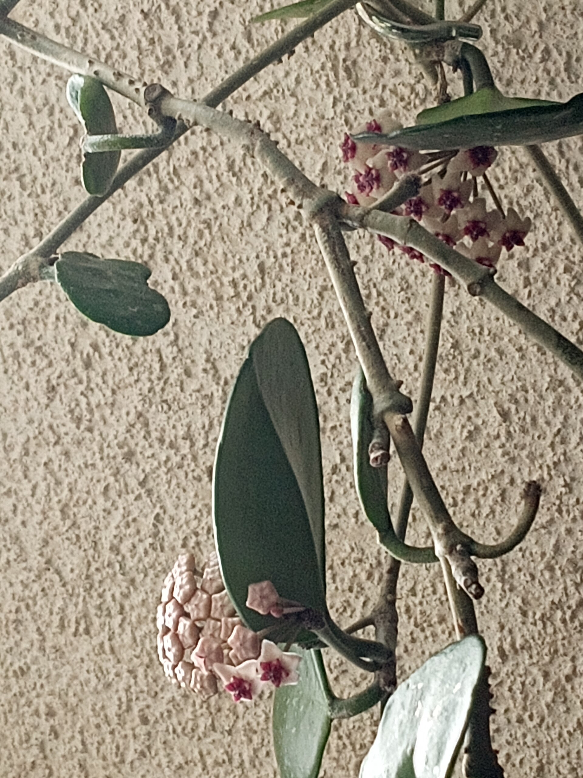 Hoya Carnosa — photo 24