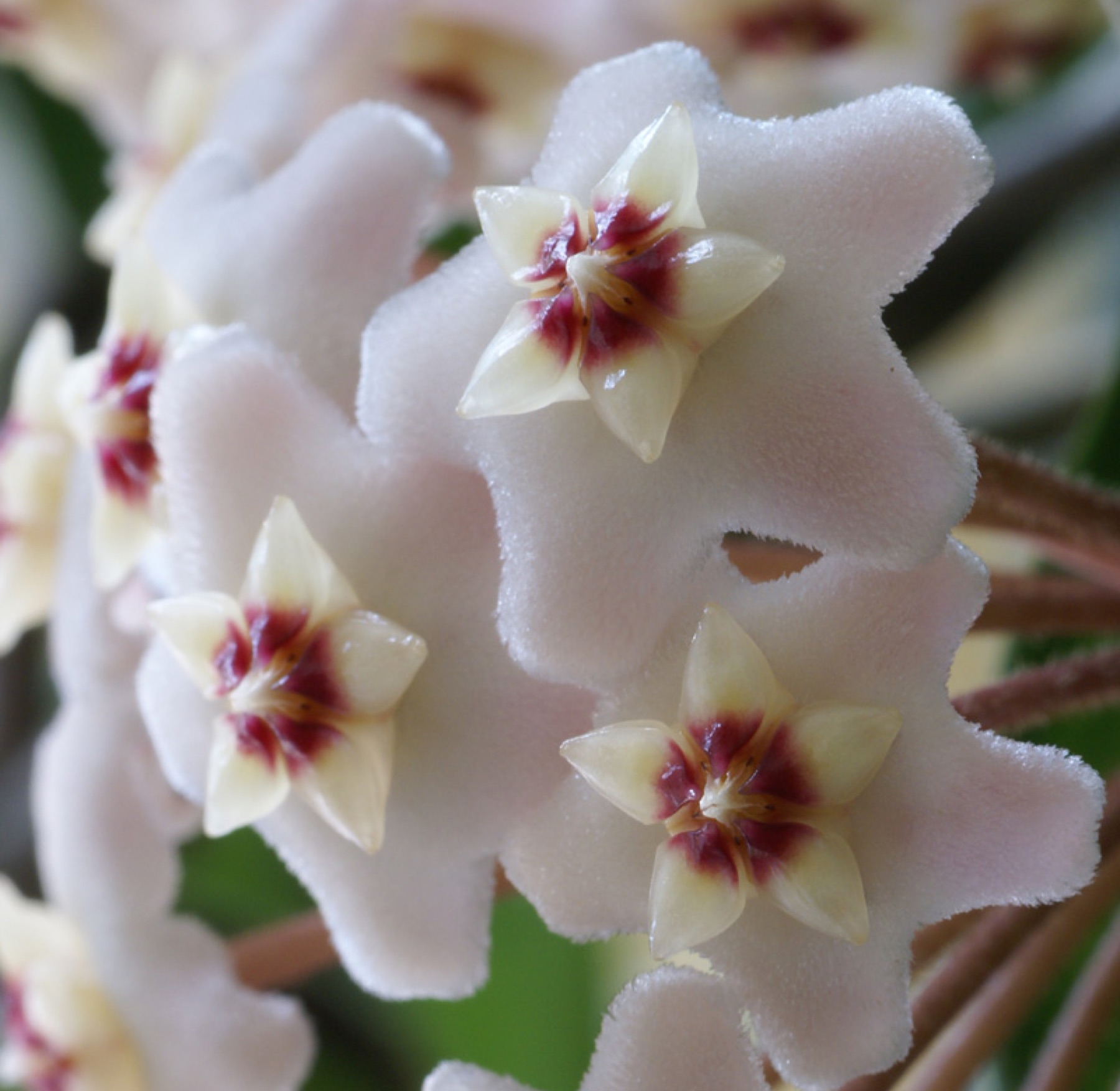 Hoya Carnosa — photo 16