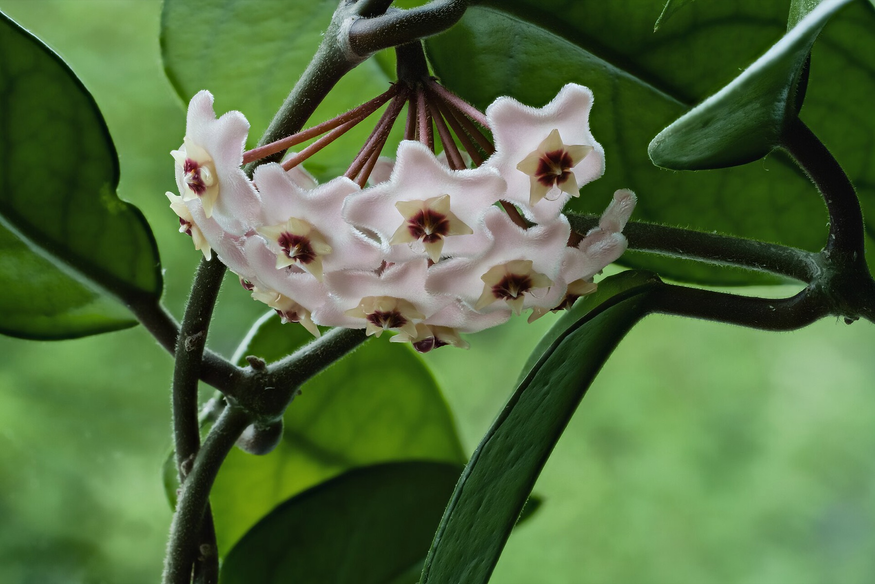 Hoya Carnosa — photo 17
