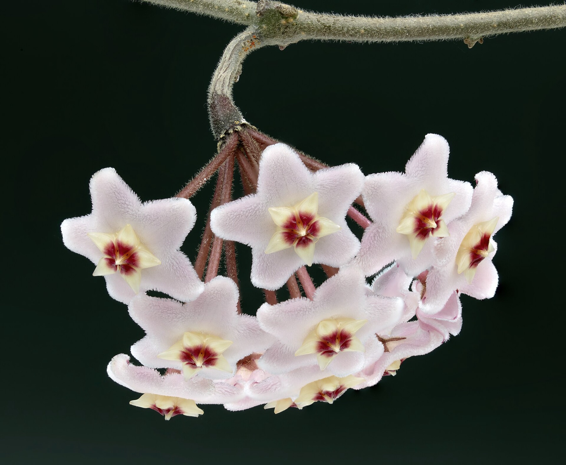 Hoya Carnosa — photo 18