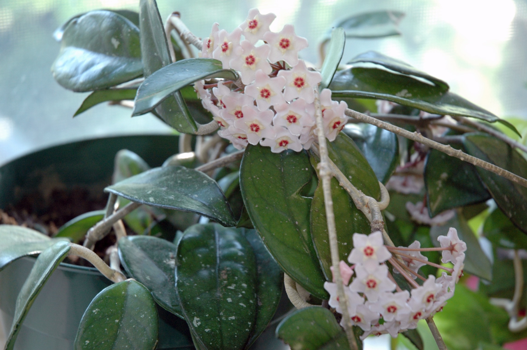 Hoya Carnosa — photo 19