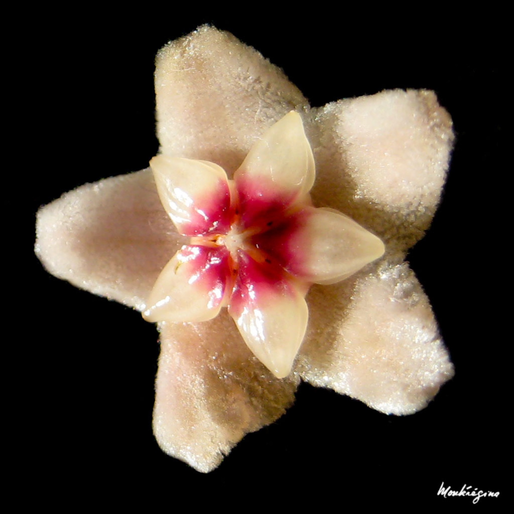 Hoya Carnosa — photo 20