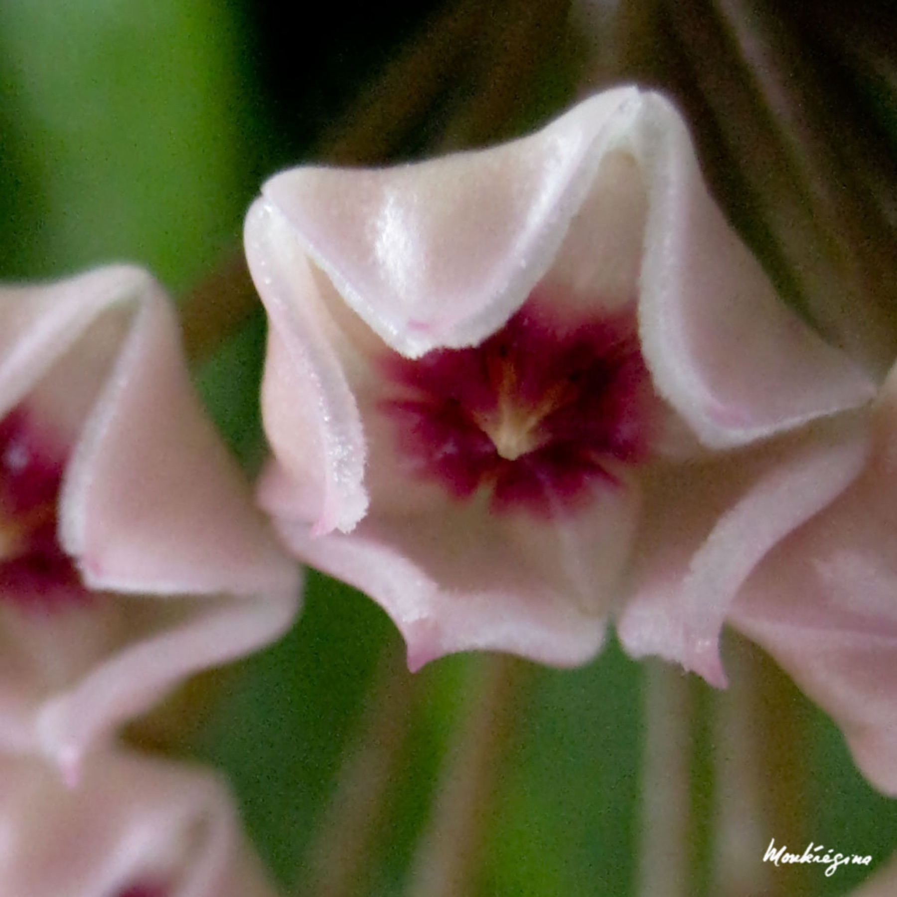 Hoya Carnosa — photo 21