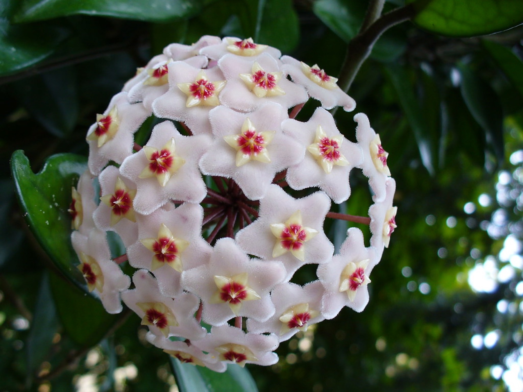 Hoya Carnosa — photo 22