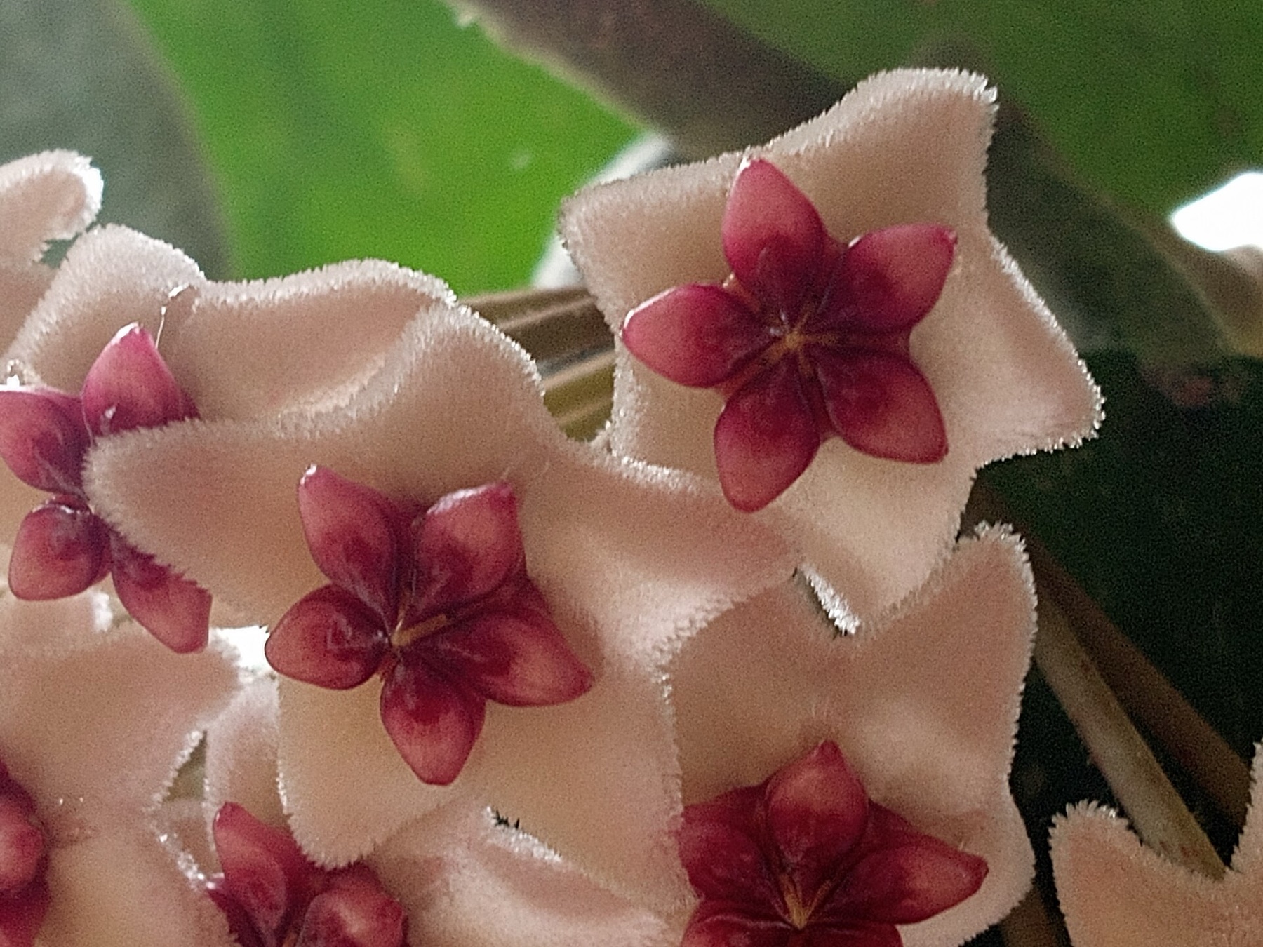 Hoya Carnosa — photo 1