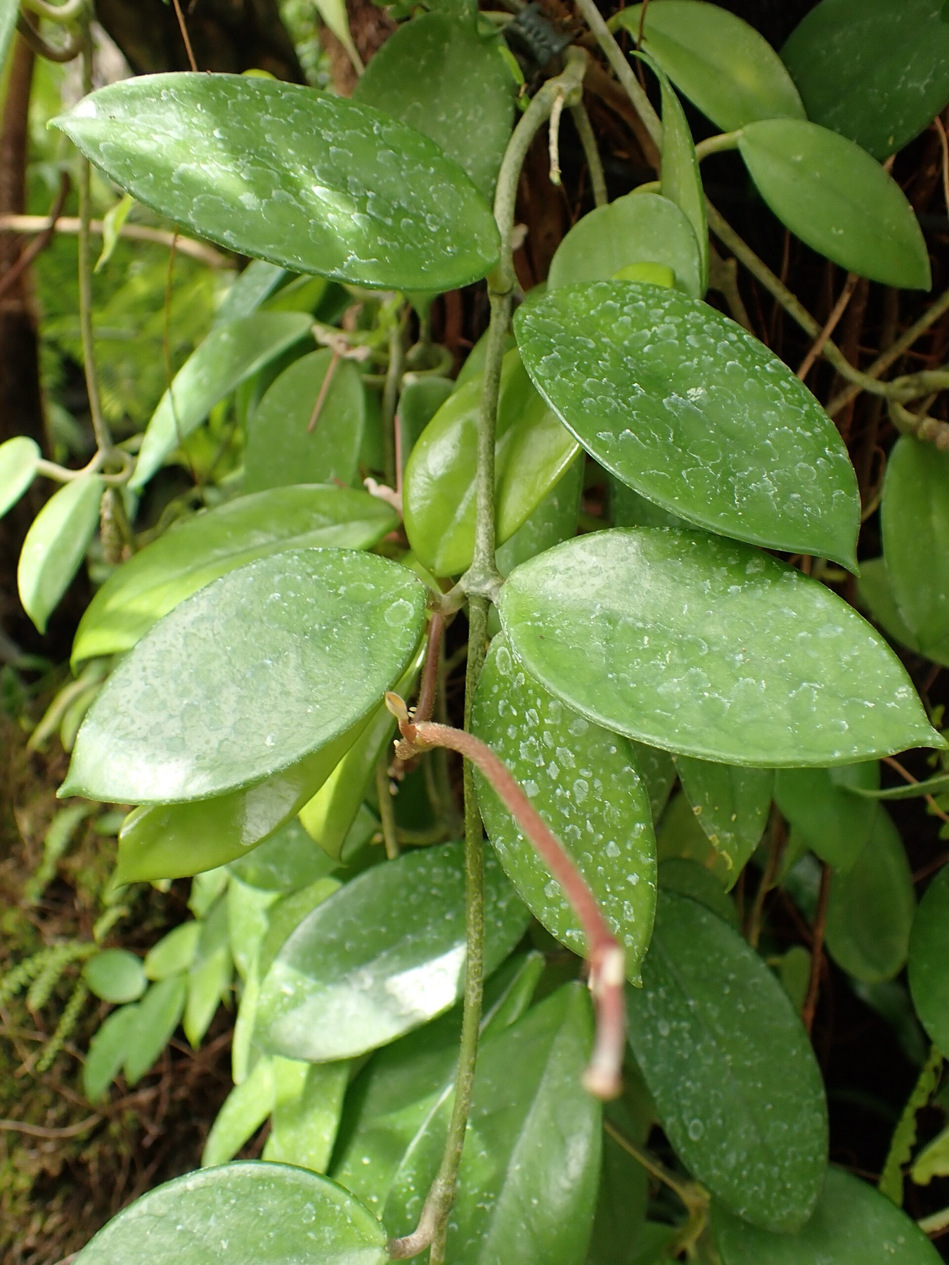 Hoya Carnosa — photo 2