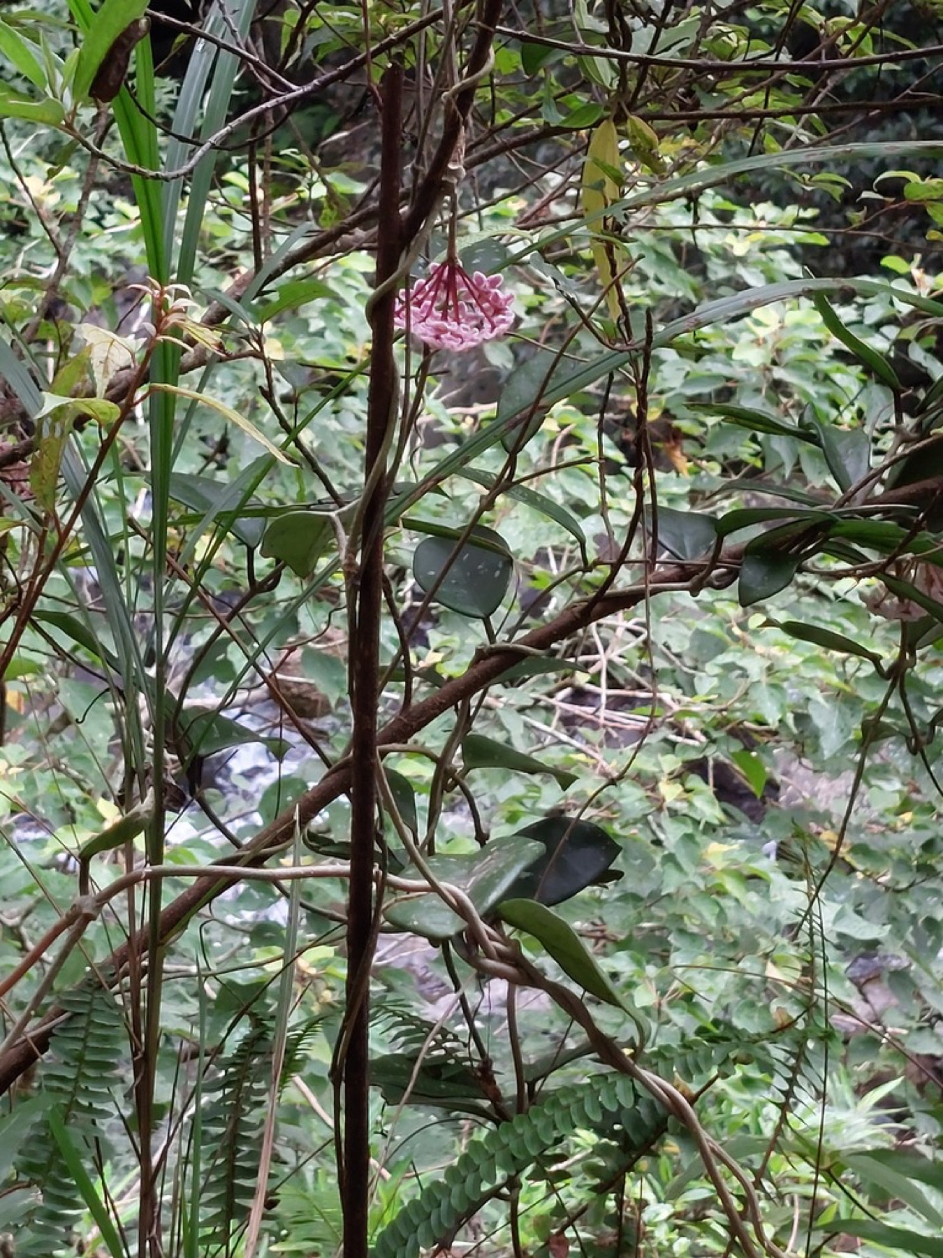 Hoya Carnosa — photo 3