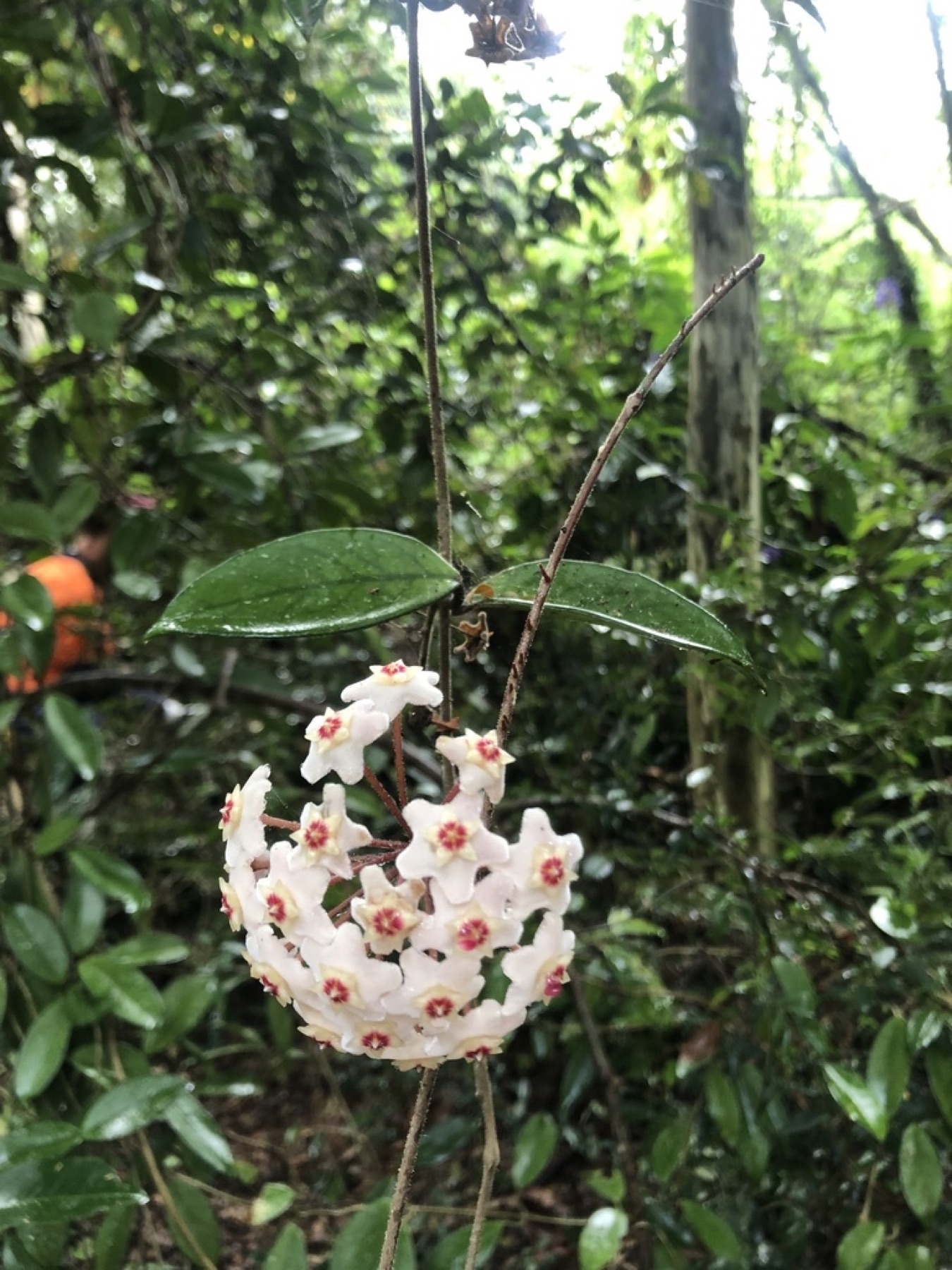 Hoya Carnosa — photo 4