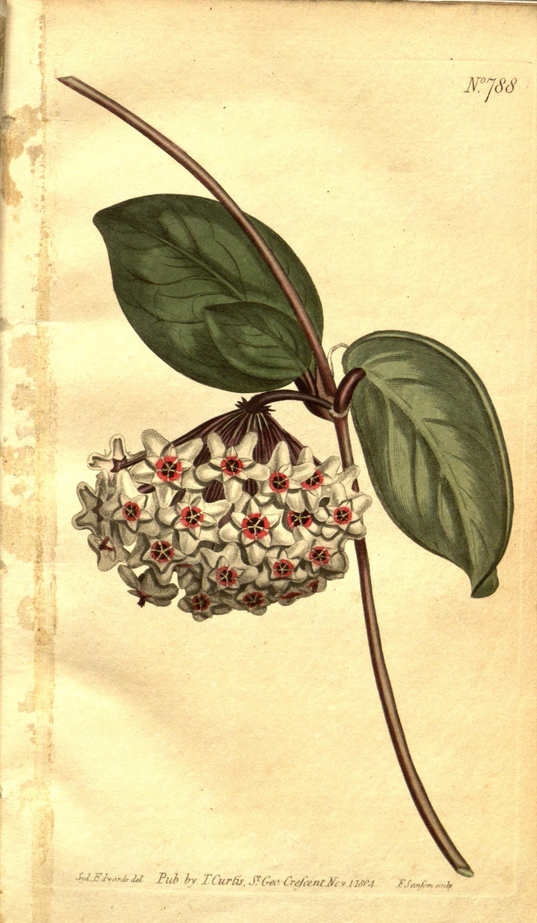 Hoya Carnosa — photo 5