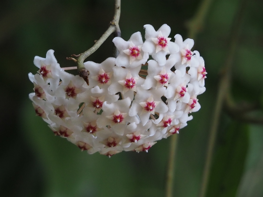 Hoya Carnosa — photo 23