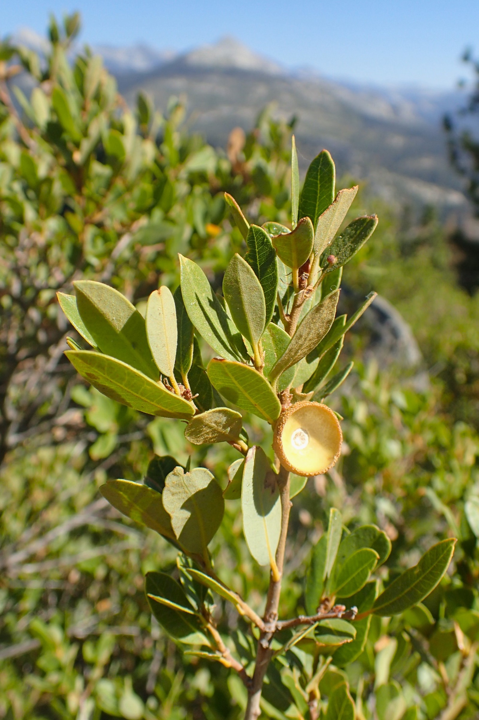 Huckleberry Oak