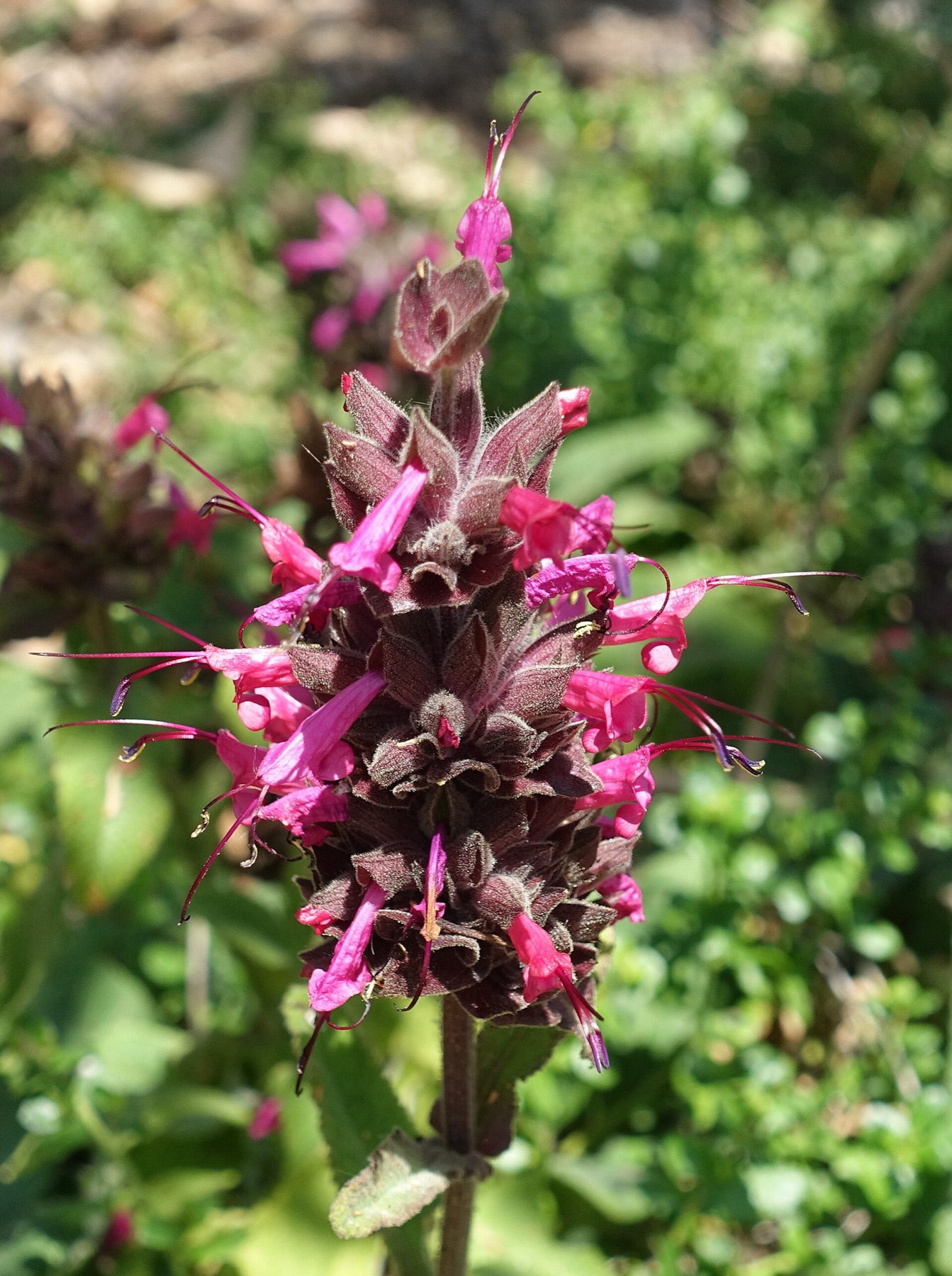 Hummingbird Sage — photo 7